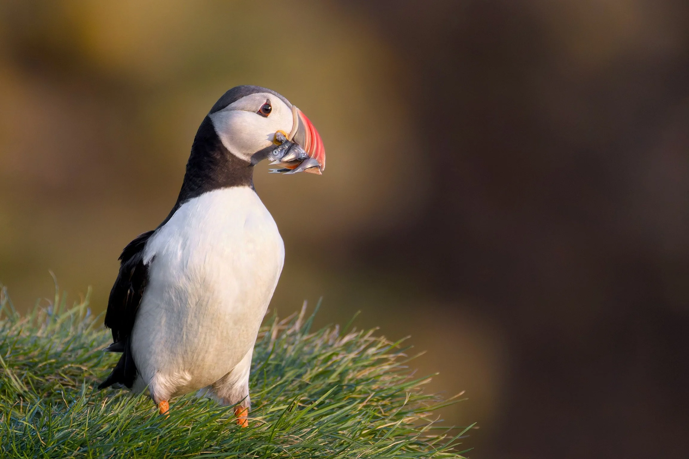 Atlantic Puffin, Iceland, 2026