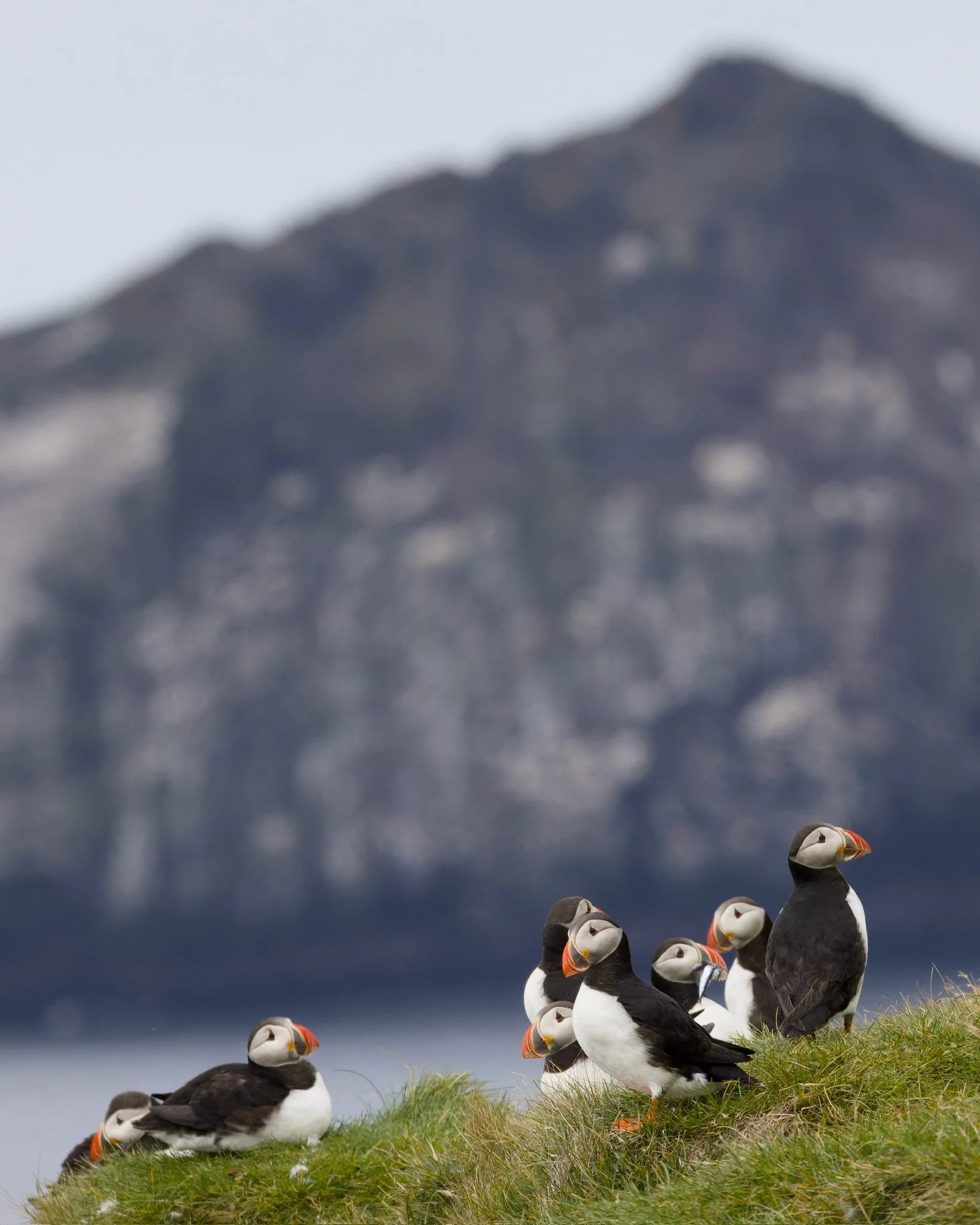 Atlantic Puffin, Icelands, 2026