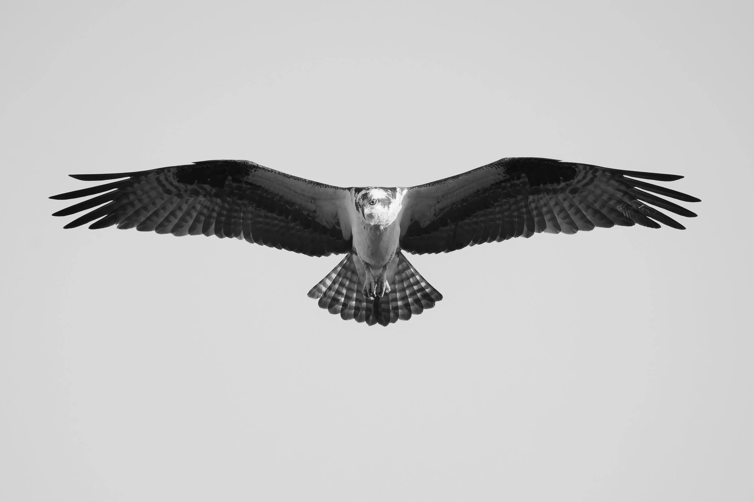 Osprey, Ontario, 2026