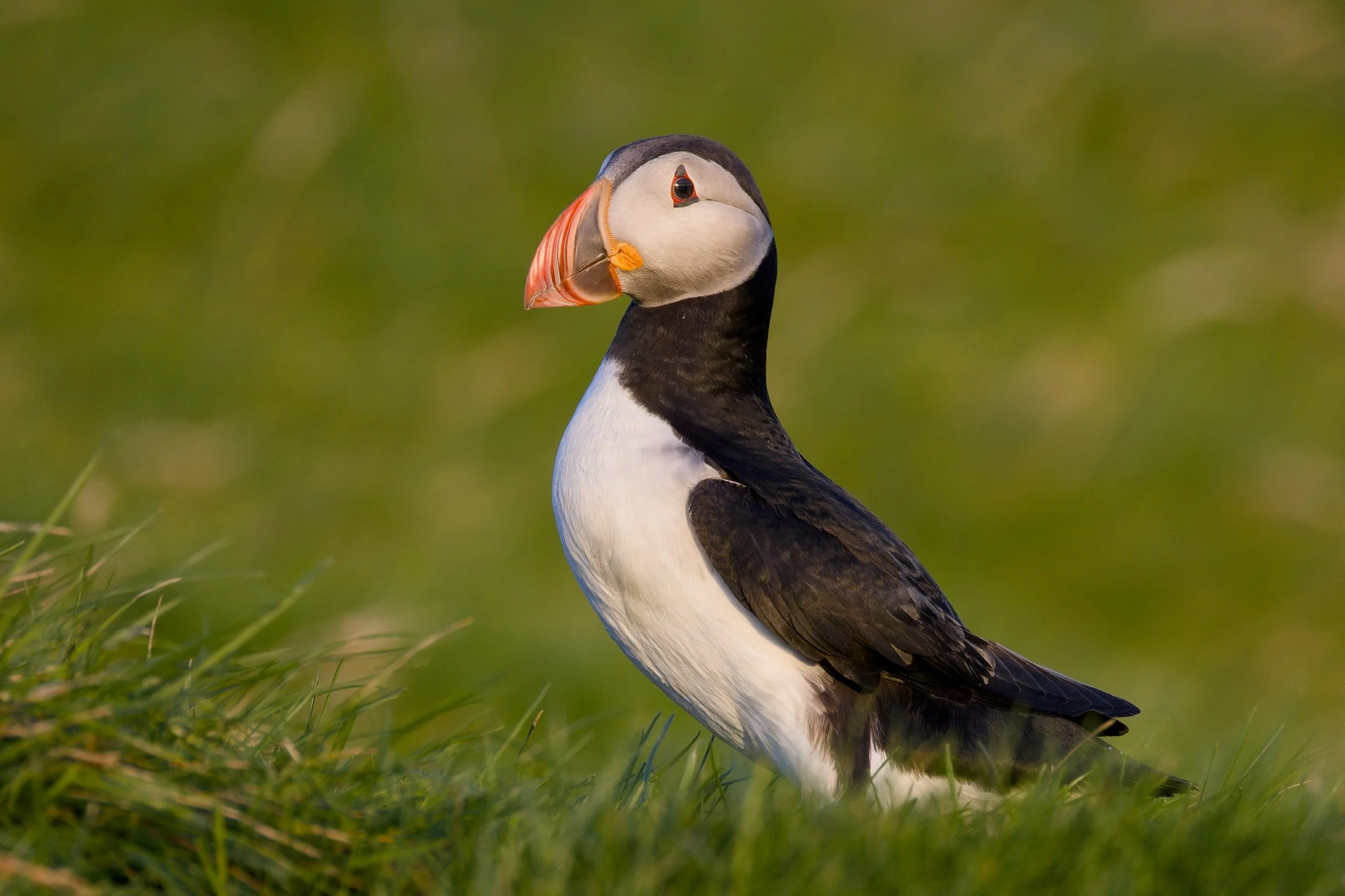 Atlantic Puffin, Iceland, 2026