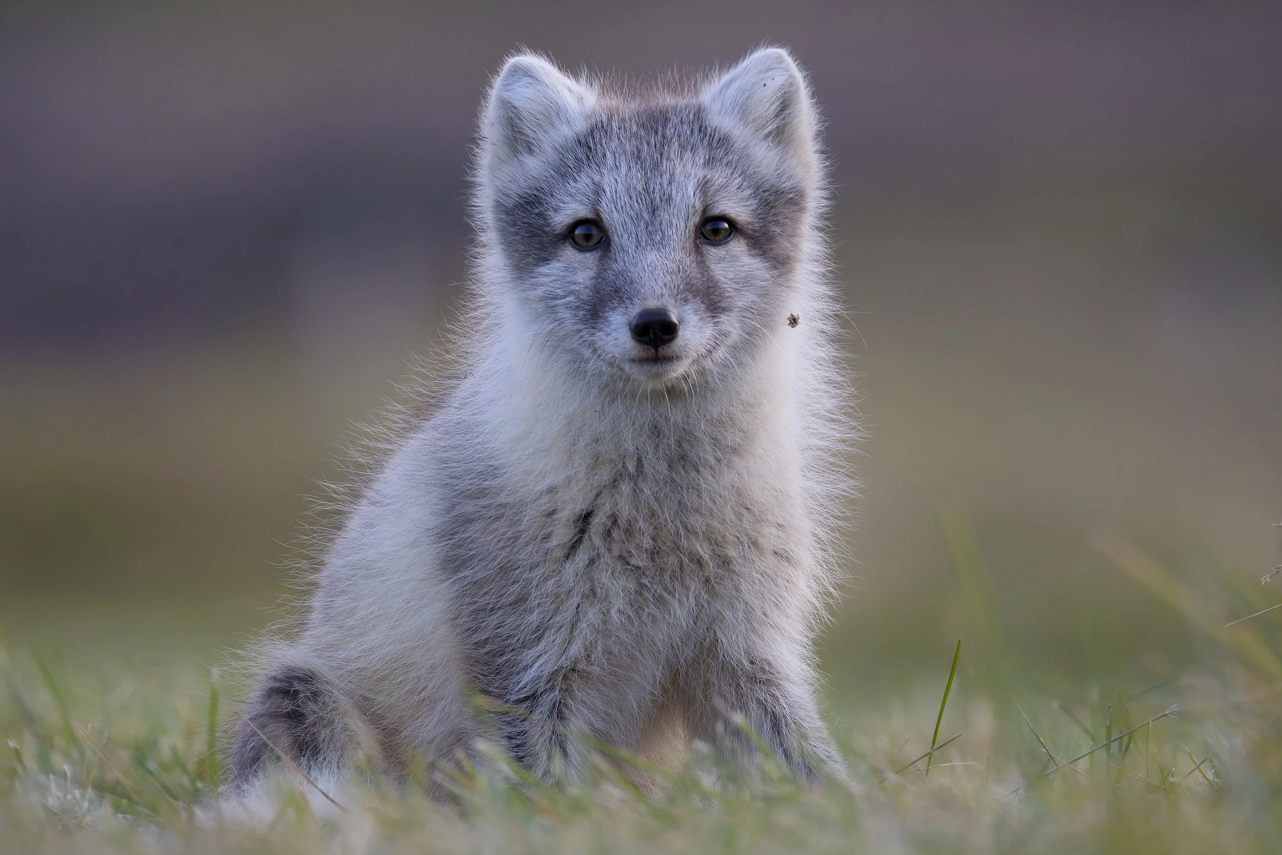 Arctic Fox, Iceland, 2026