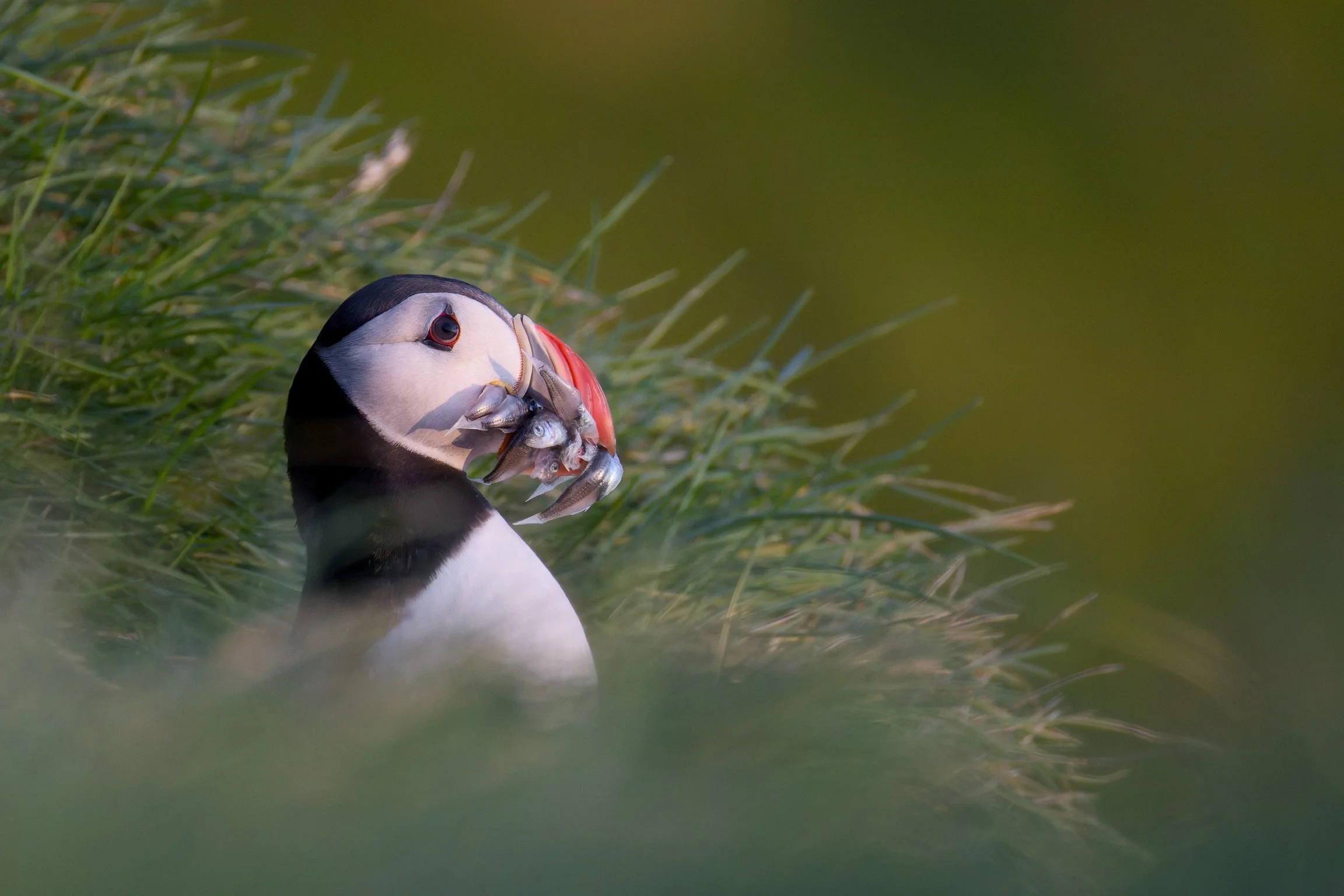 Atlantic Puffin, Iceland, 2026