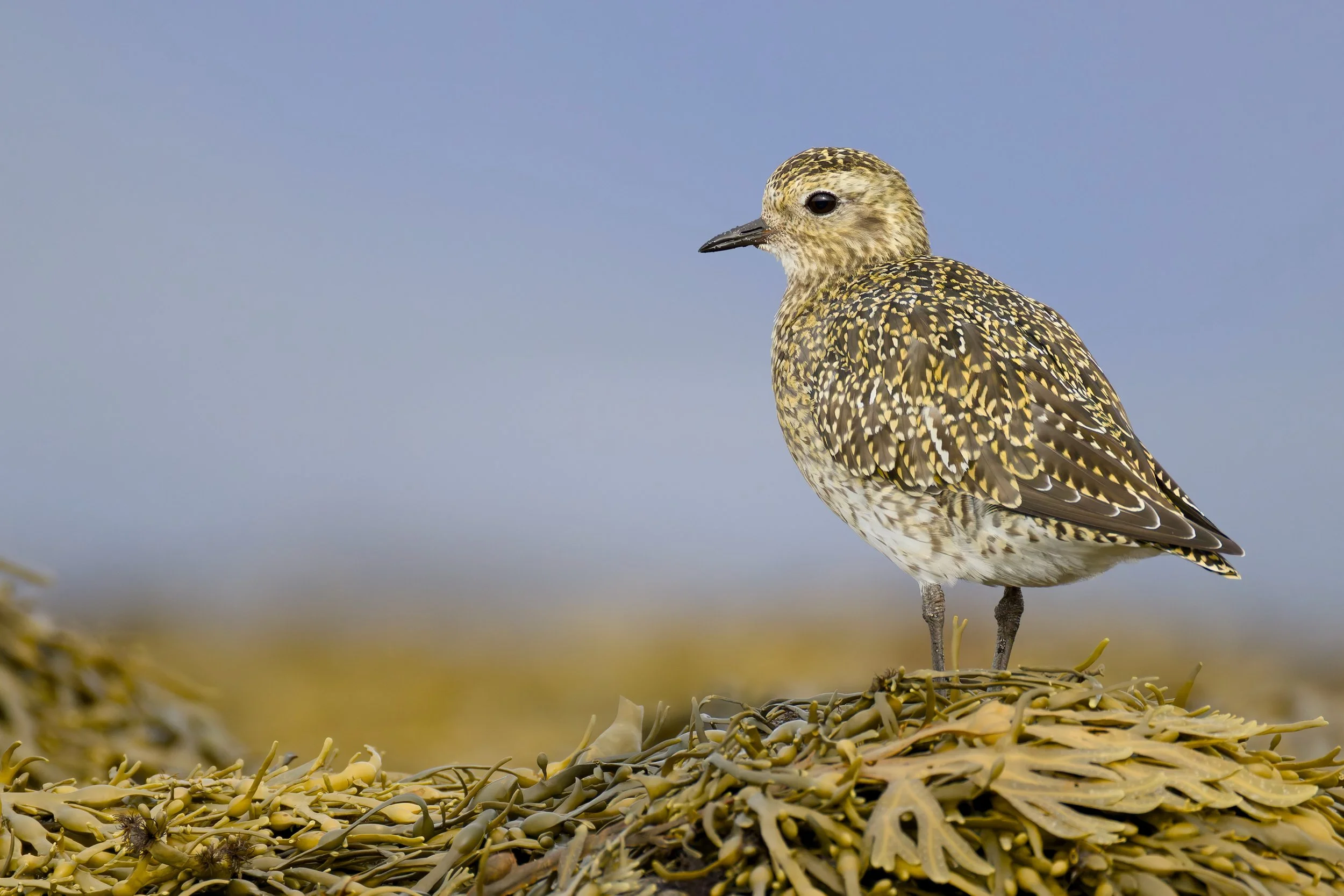 European Golden-Plover, Iceland, 2026
