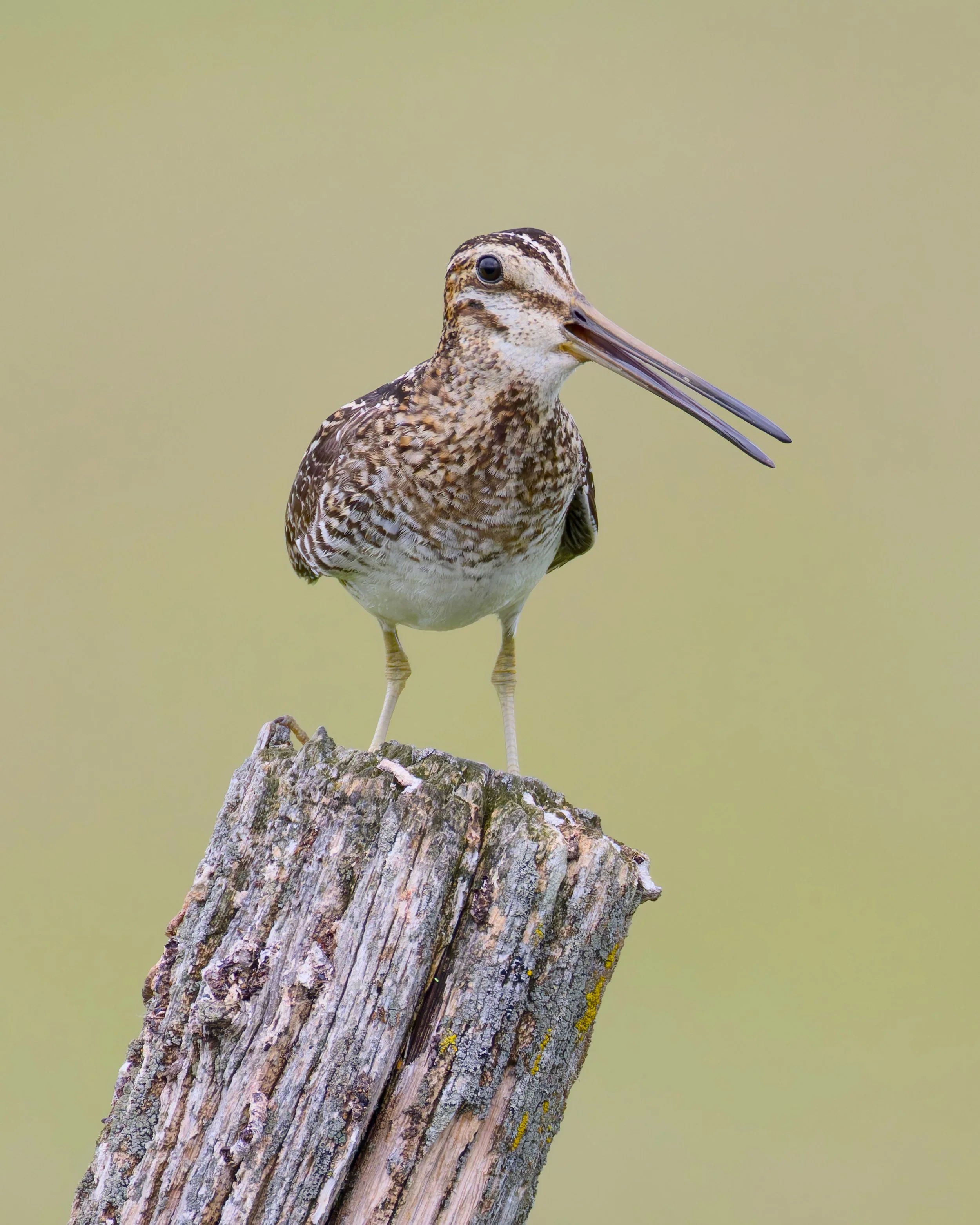 Wilson's Snipe, Manitoba, 2026