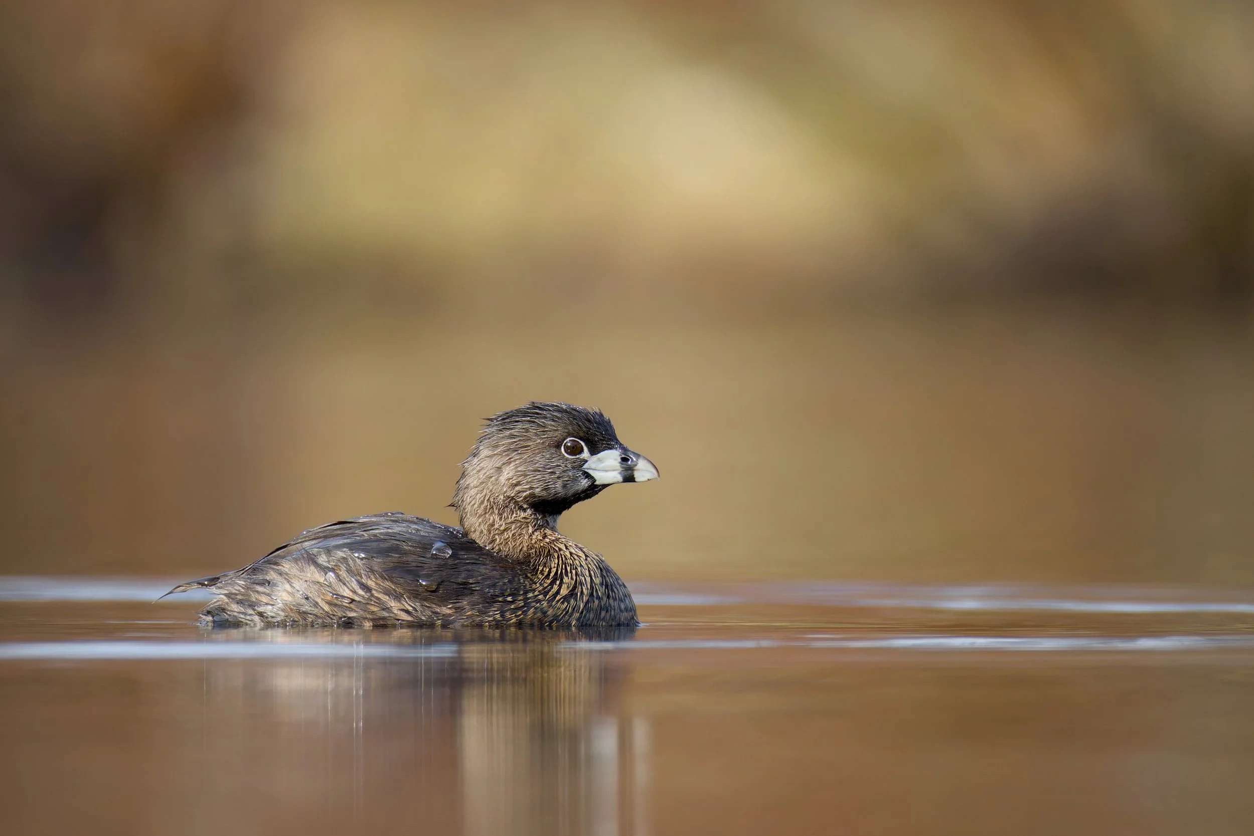 Pied-billed Grebe, Quebec, 2026