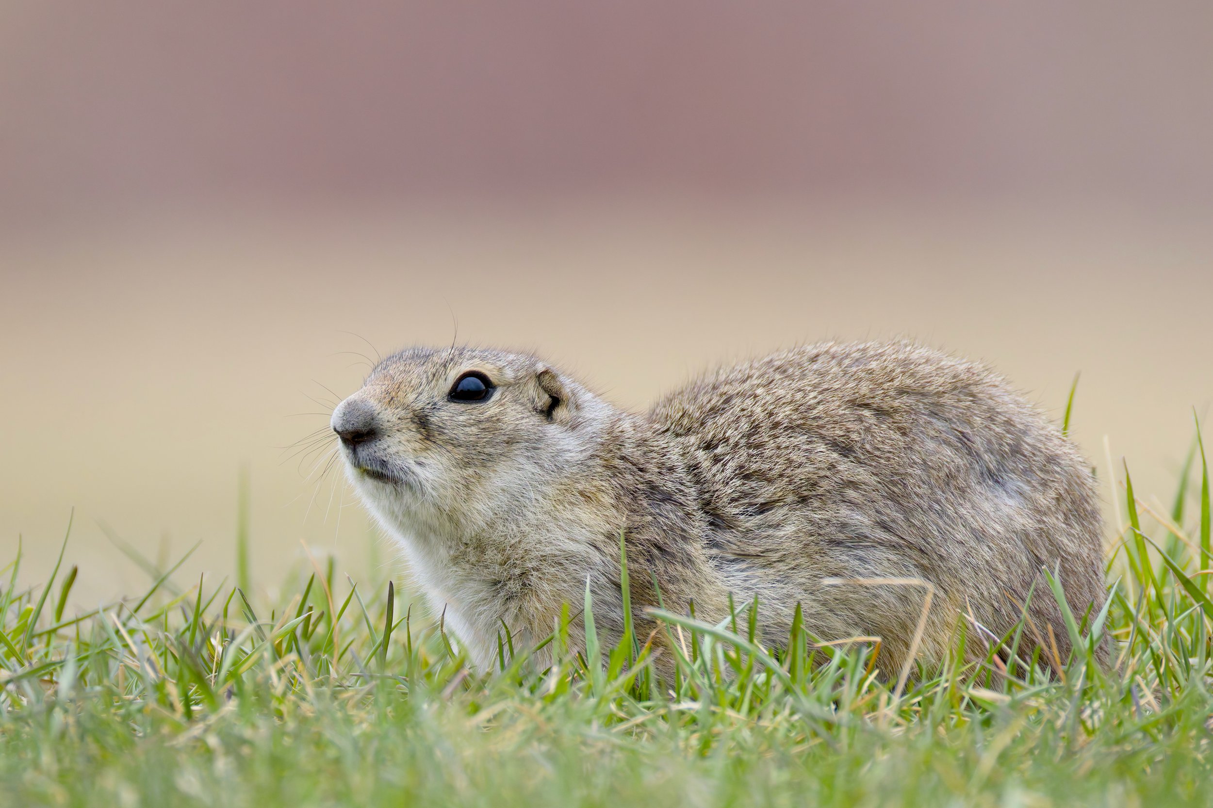 Richardson's Ground Squirrel, Manitoba, 2026