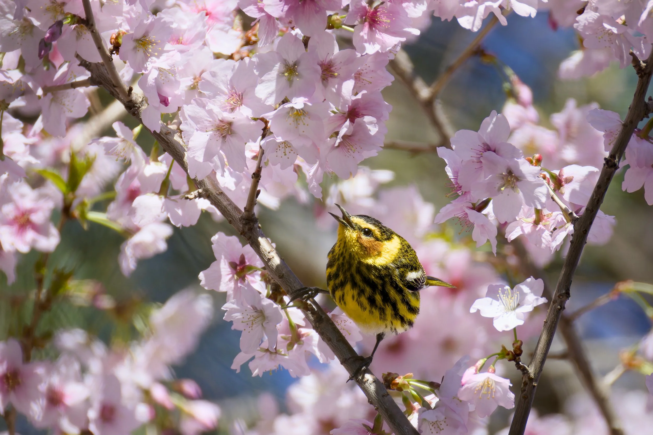 Cape May Warbler, Quebec, 2026