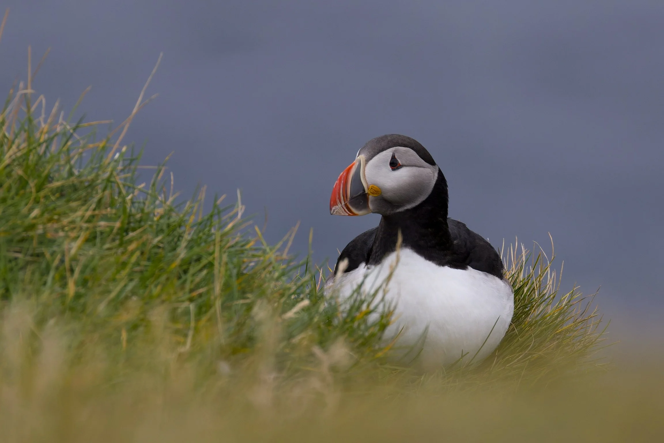 Atlantic Puffin, Iceland, 2026