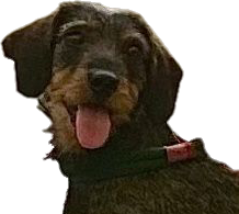 Am nächsten Samstag: DSTD!