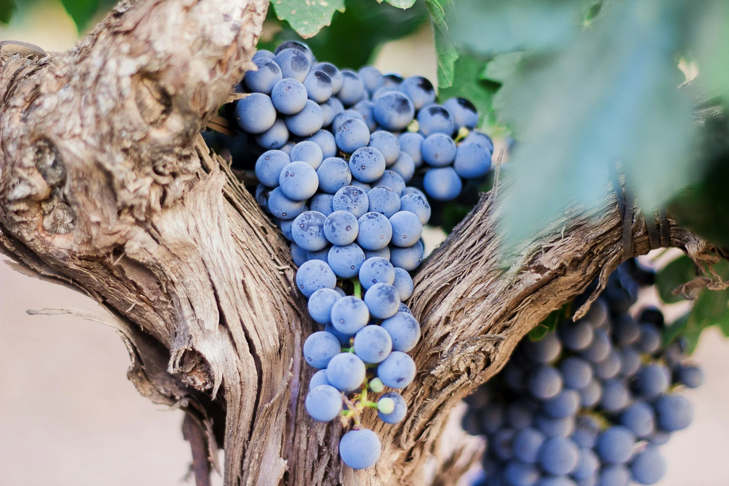 Grape Harvest Herbal Syrup: A Simple Homemade Recipe