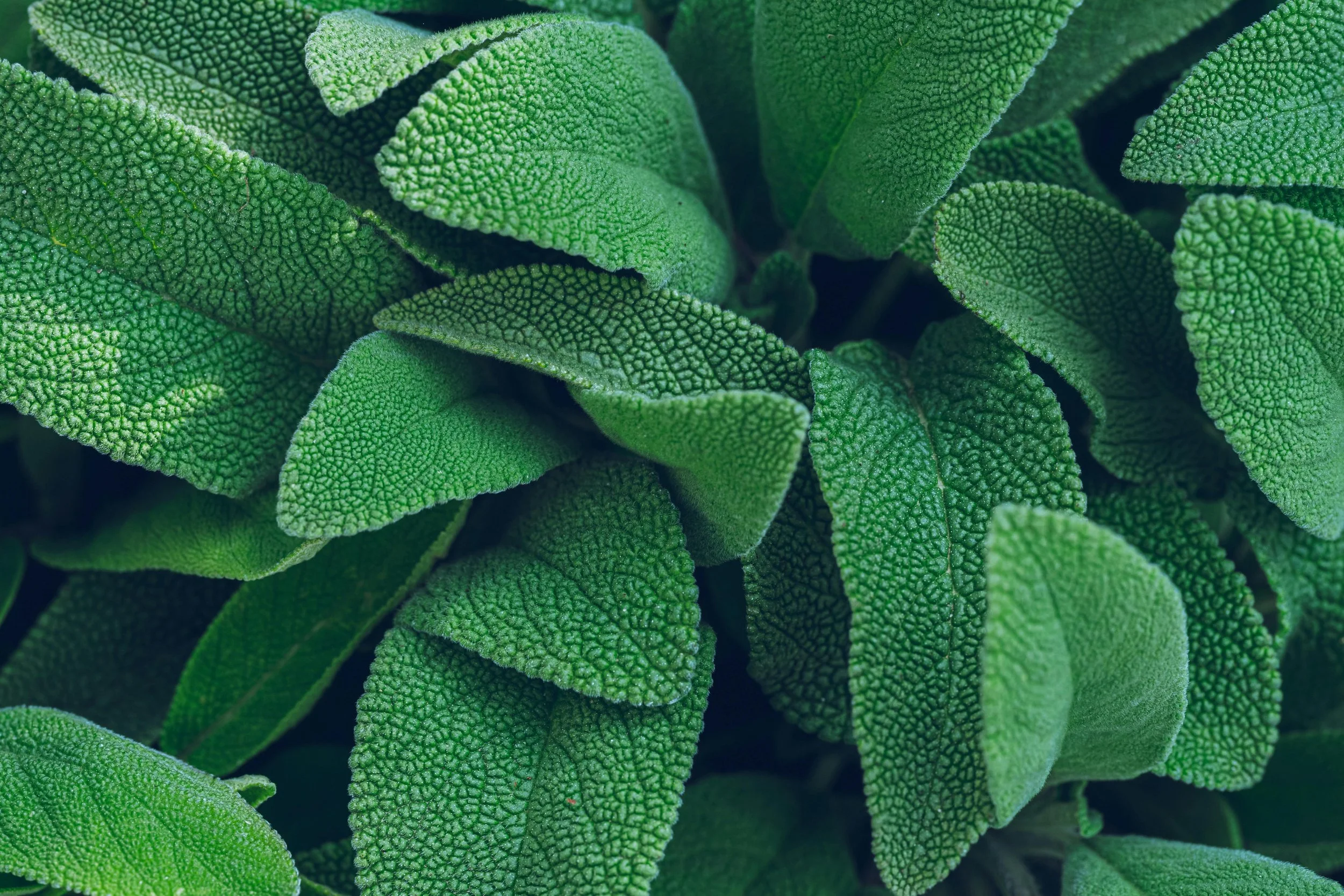 Uses and Benefits of Sage