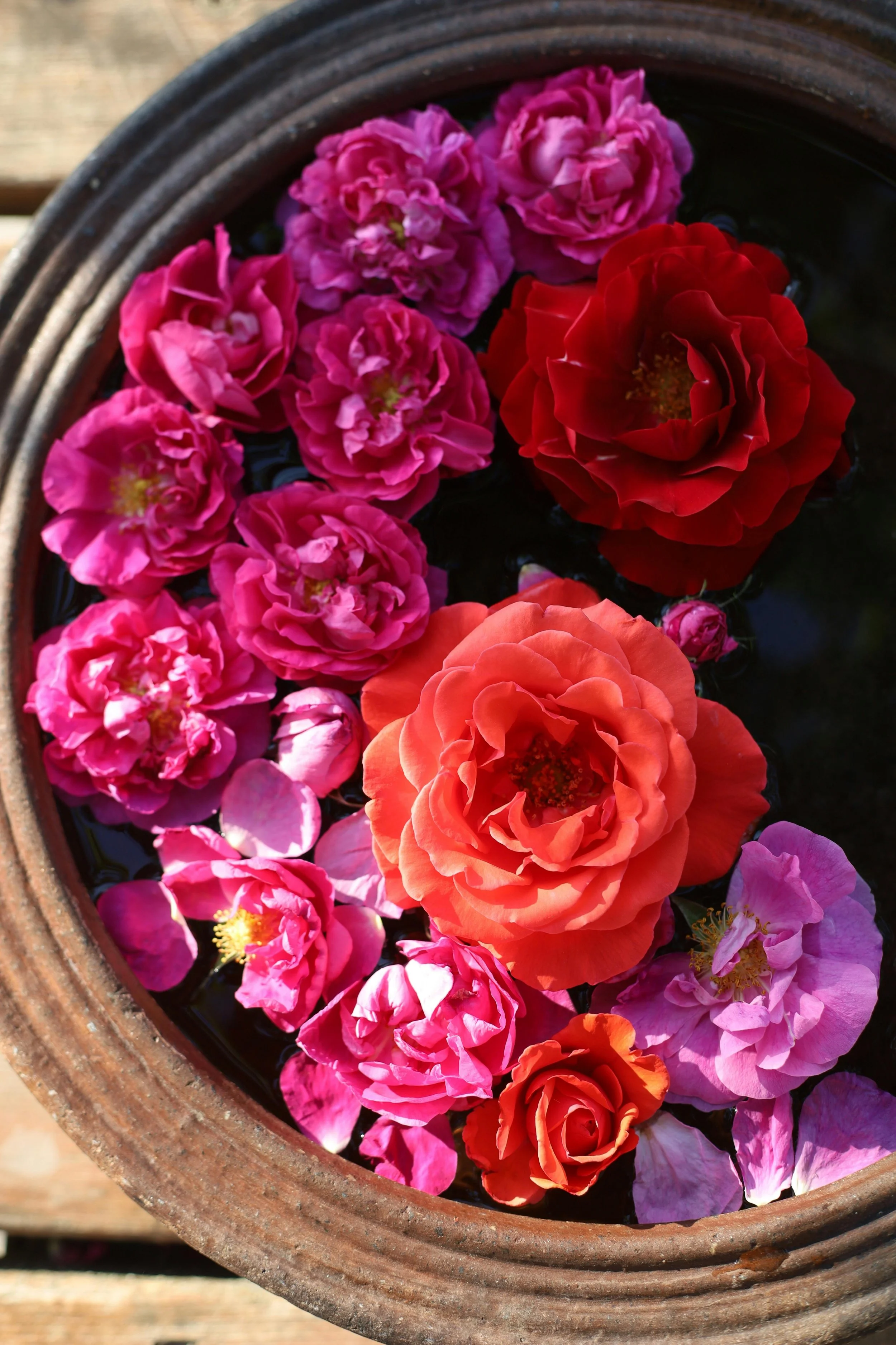 The Magic of Hydrosols: A Beginner’s Guide to Aromatic Waters &amp; Their Benefits