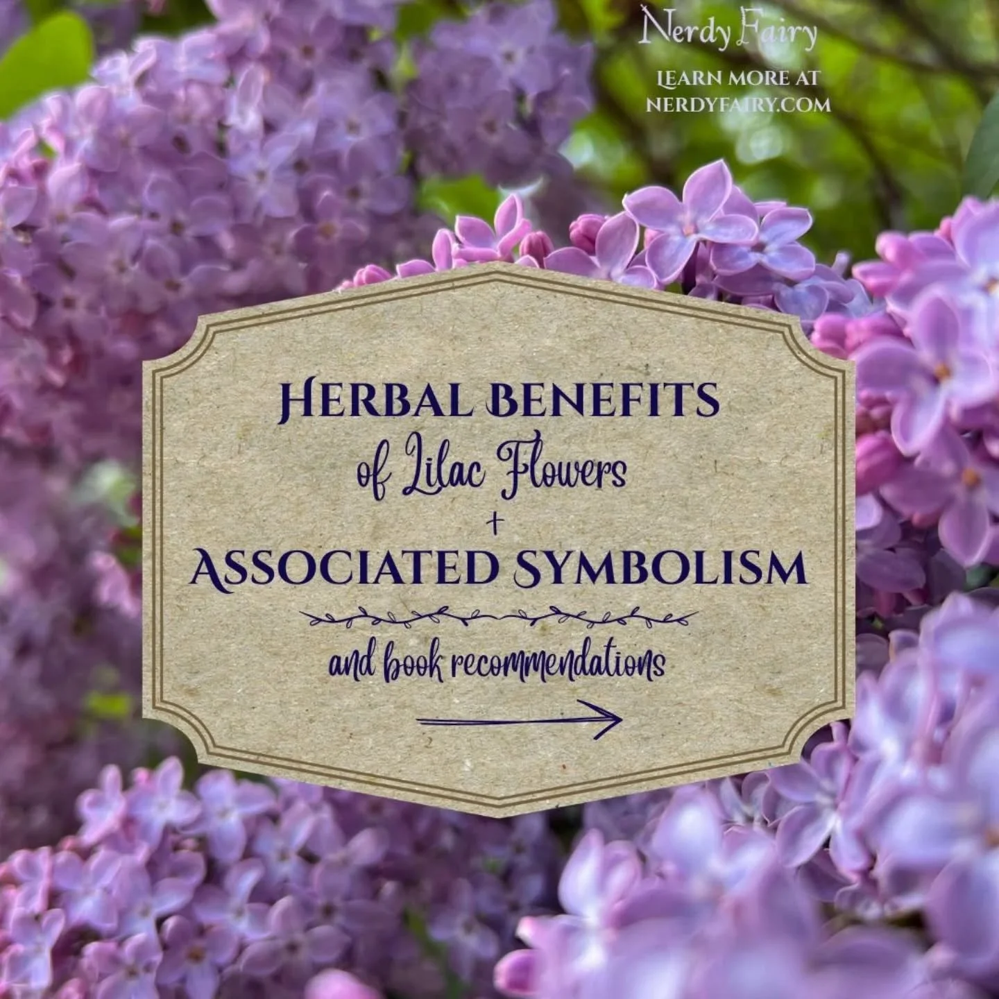 Flowers have herbal benefits too!

The common lilac (Syringa vulgaris), beloved for its yearly display of luscious flowers and delightful fragrance, is an example. These flowers also have a rich history of symbolism from innocence and love to protect