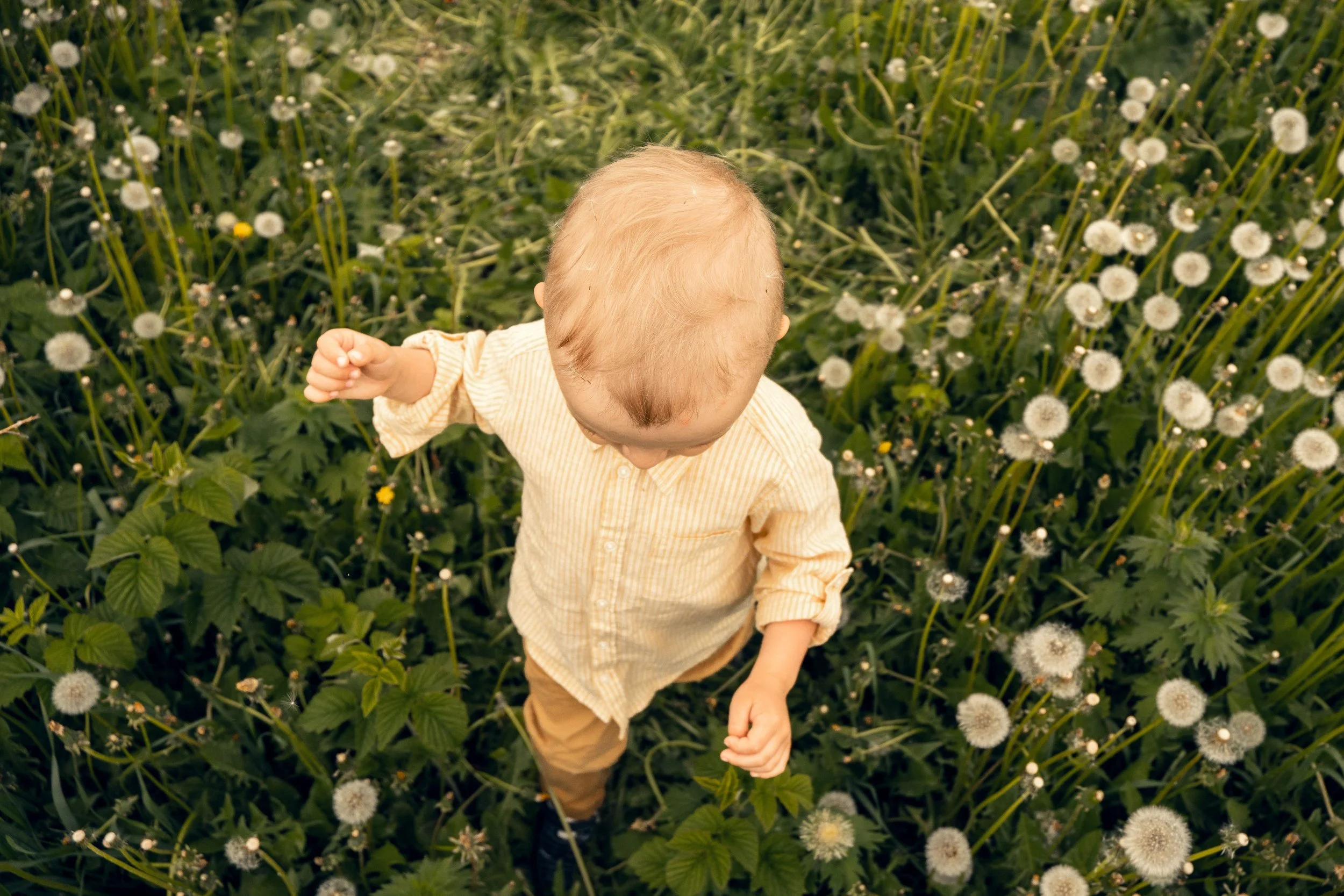 Fairy Cheeses &amp; Wish Flowers: 4 Magical Summer Herbs for Kids