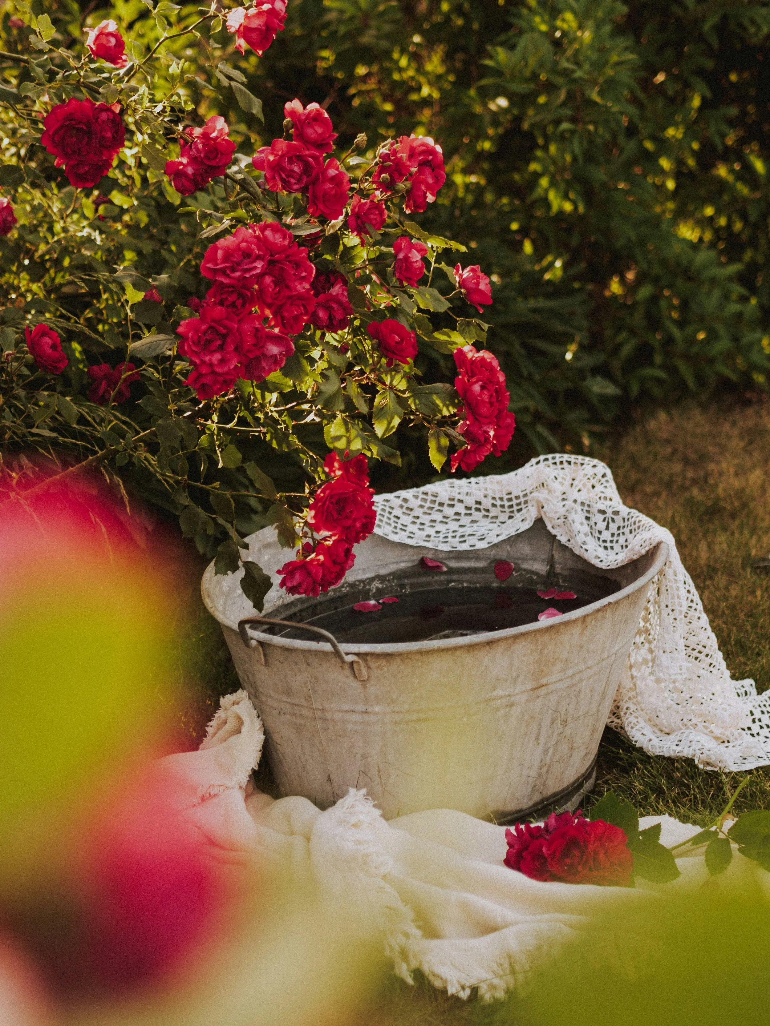 A rustic metal bucket filled with dark water, surrounded by pink roses, a white lace cloth, and a soft cream-colored fabric, outdoors in sunlight.