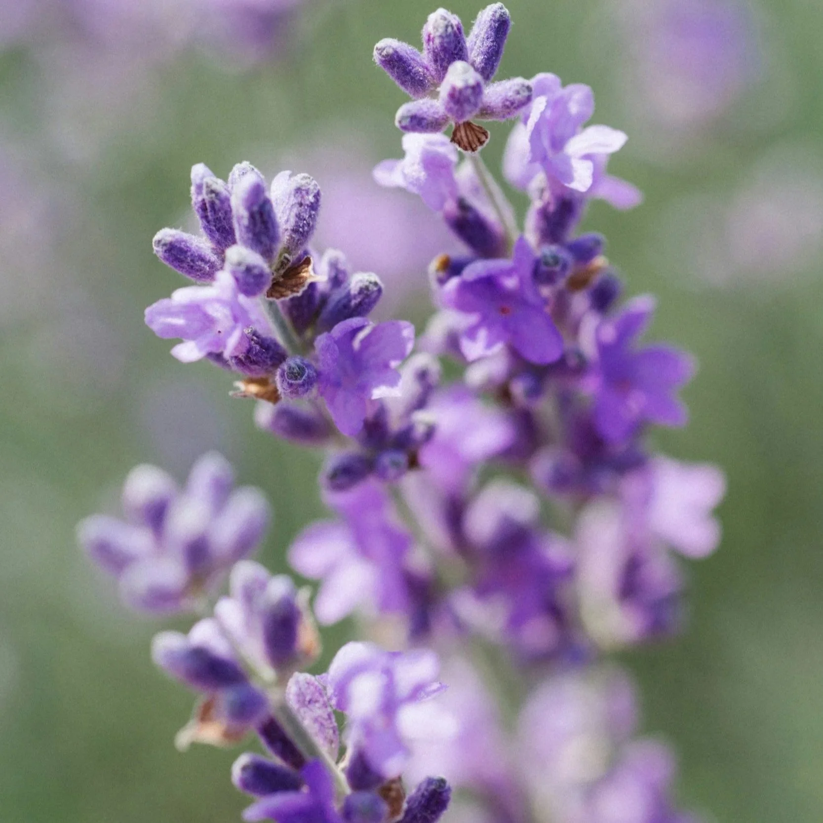 Lavender hydrsol