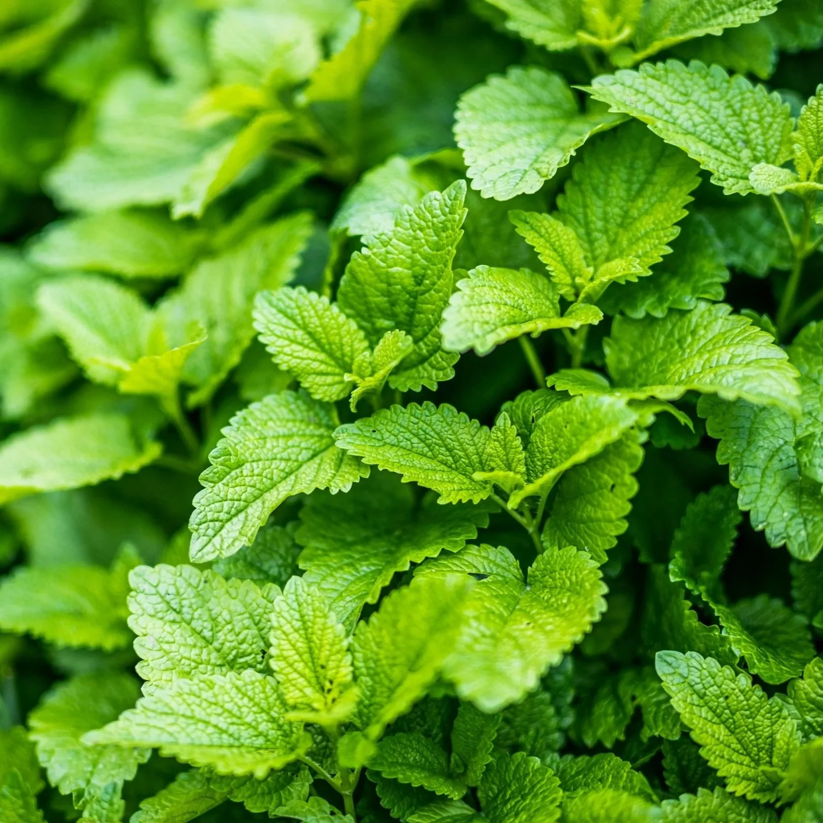 lemon balm hydrosol