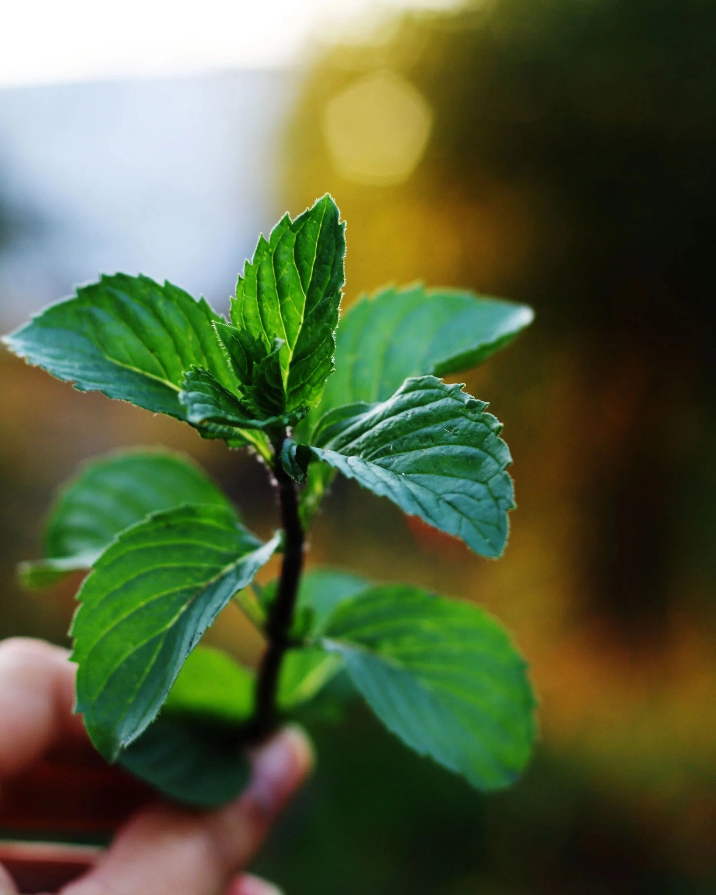 A stem of mint held in a hand