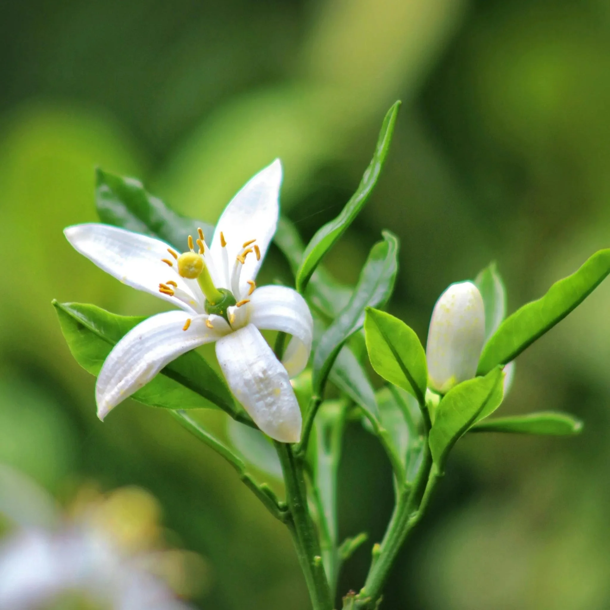 orange blossom hydrosol