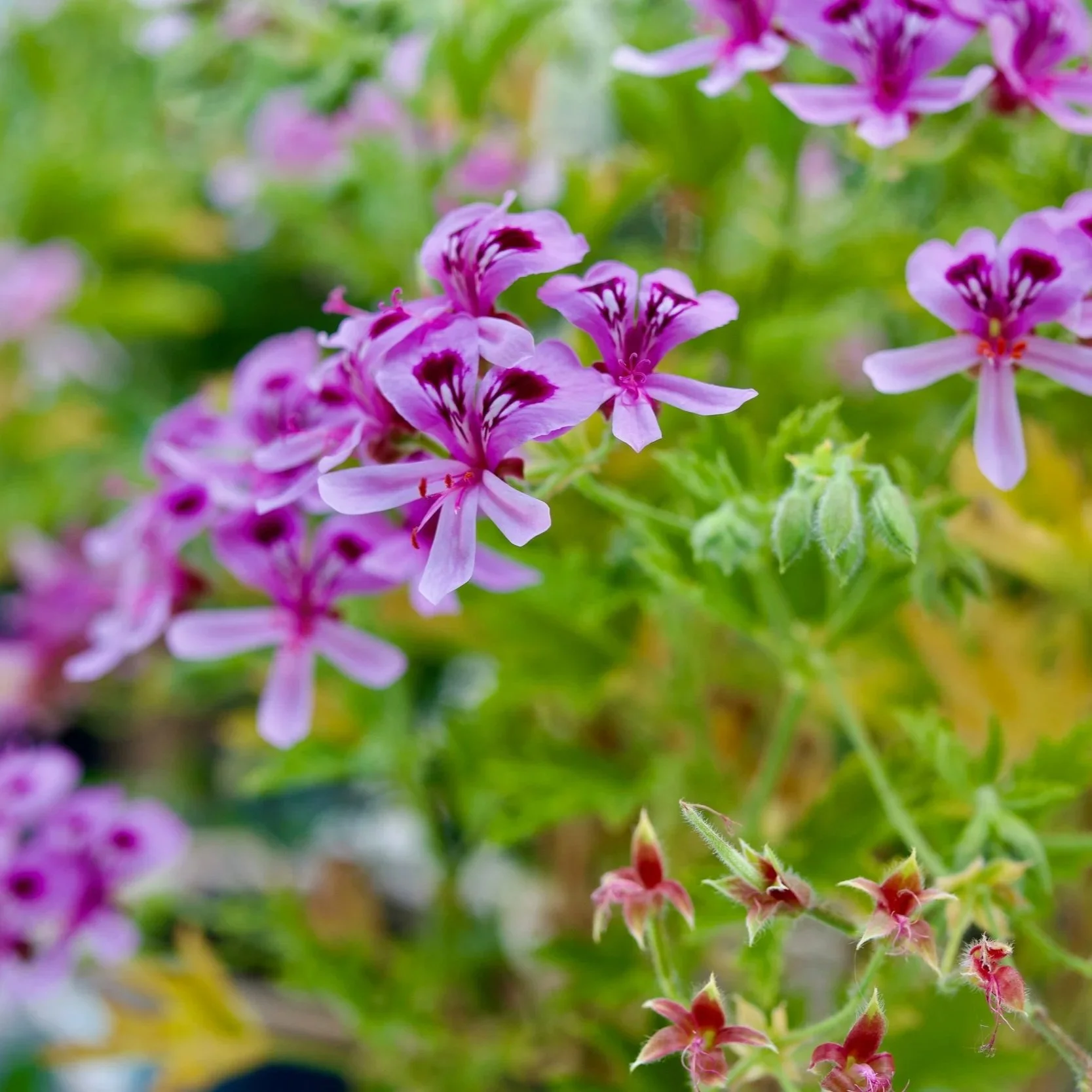 Rose geranium hydrosol