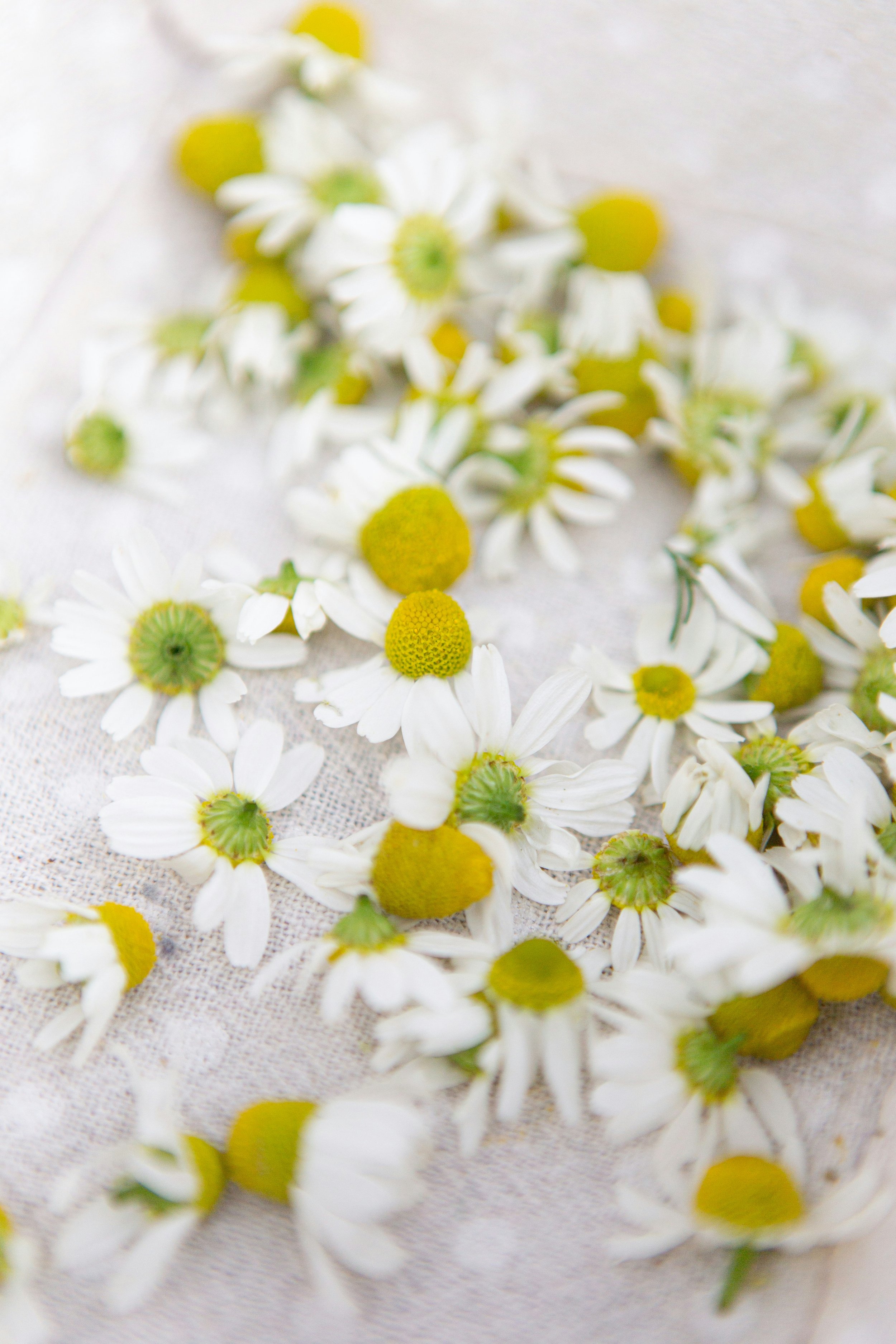 Honey Bee Chamomile Lotion Bars