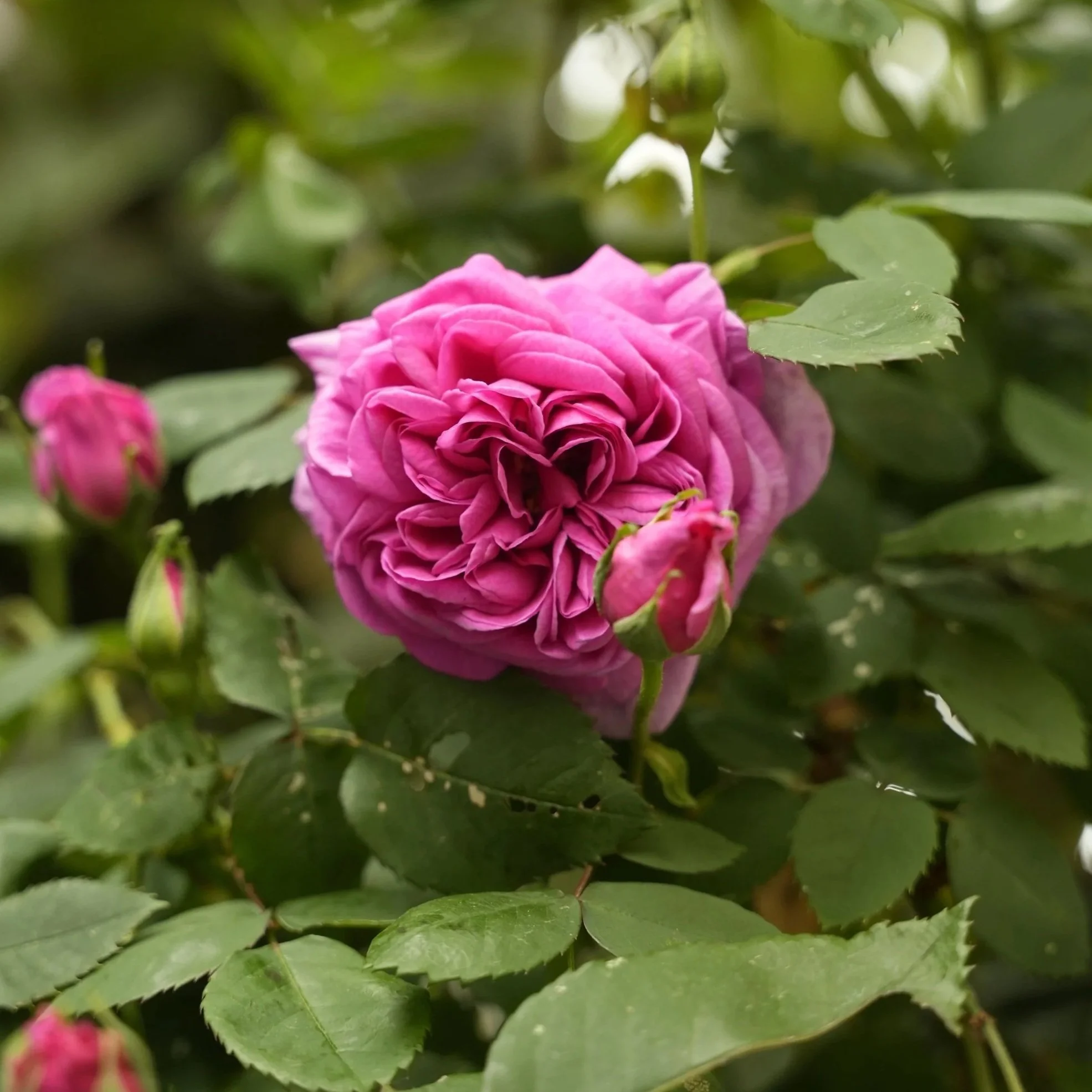 single pink rose surrounded by foilage