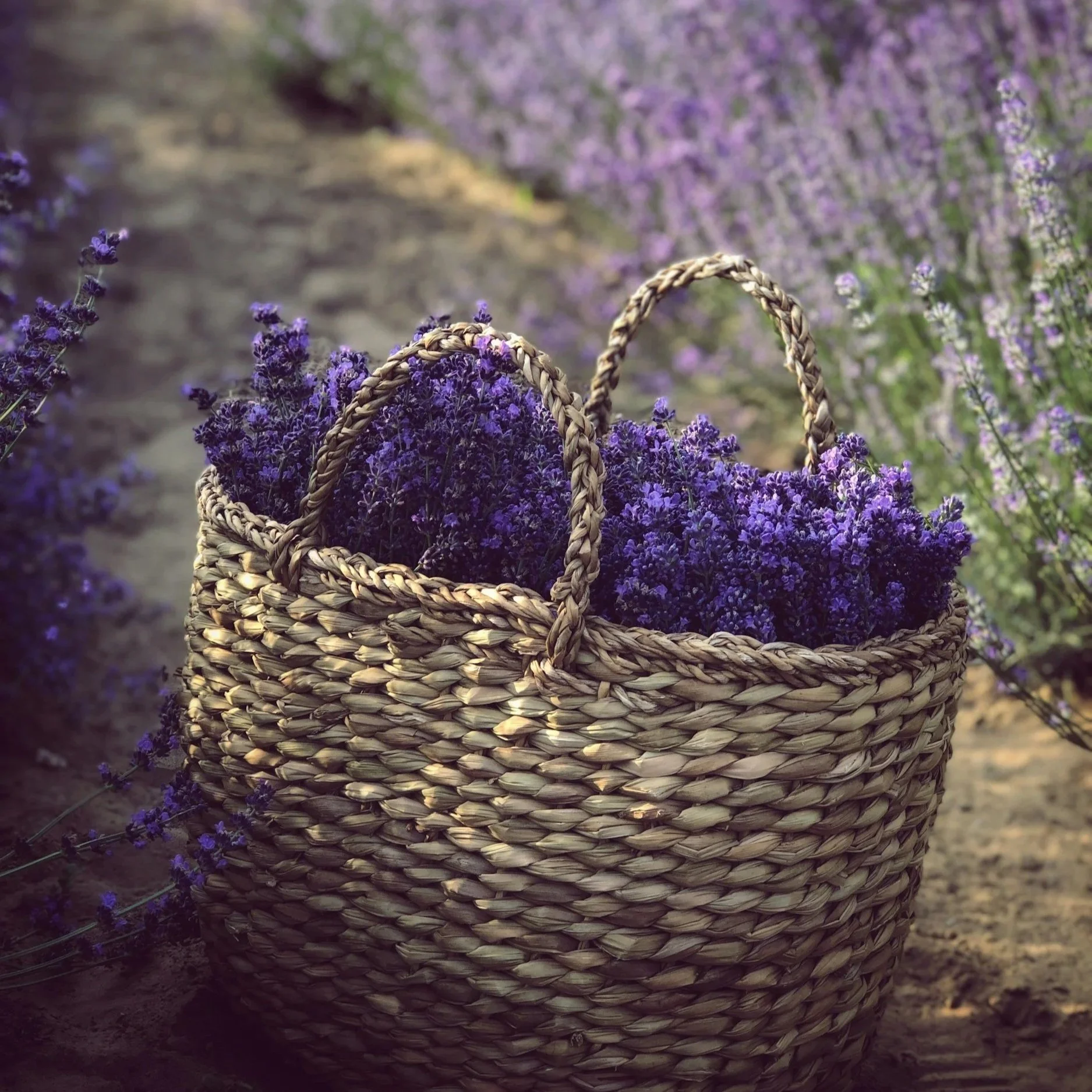 Luscious Lavender Vanilla Bean Body Care