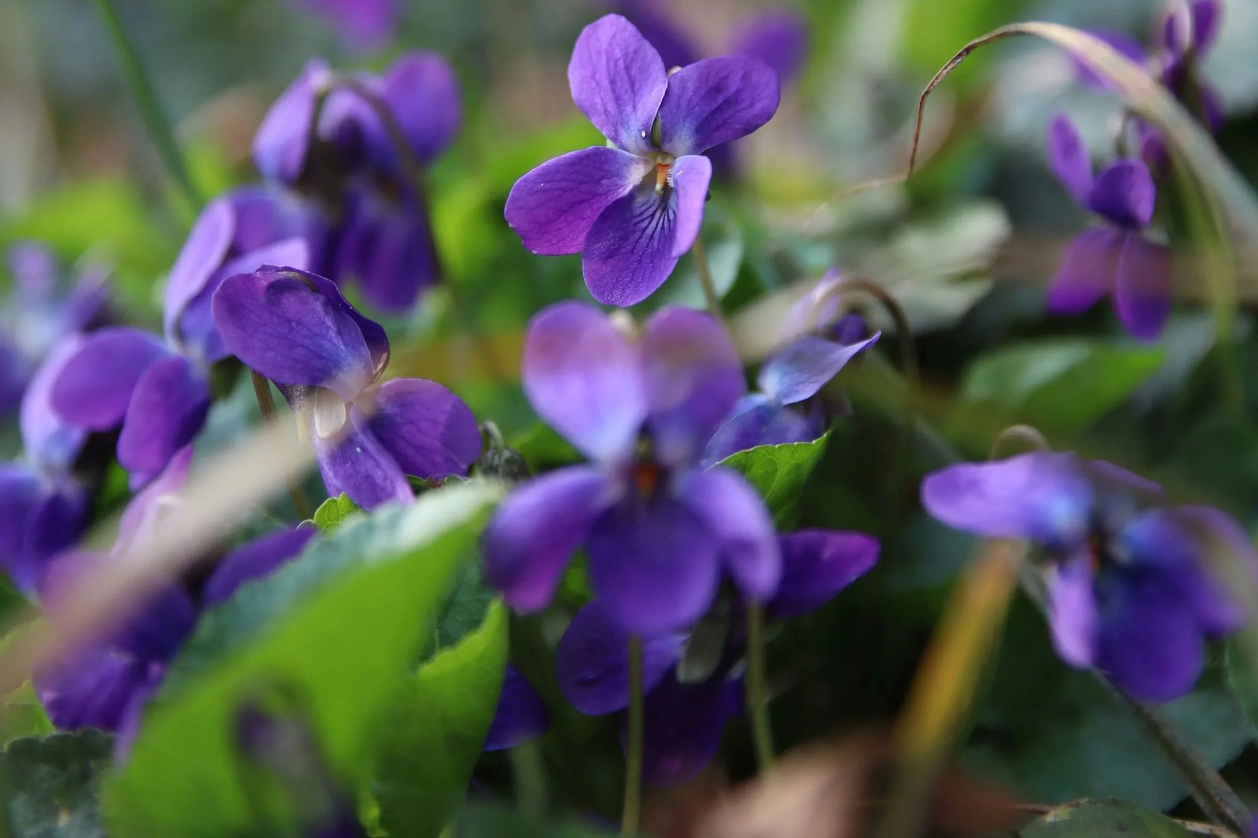 close up of violet flowers growing in a patch