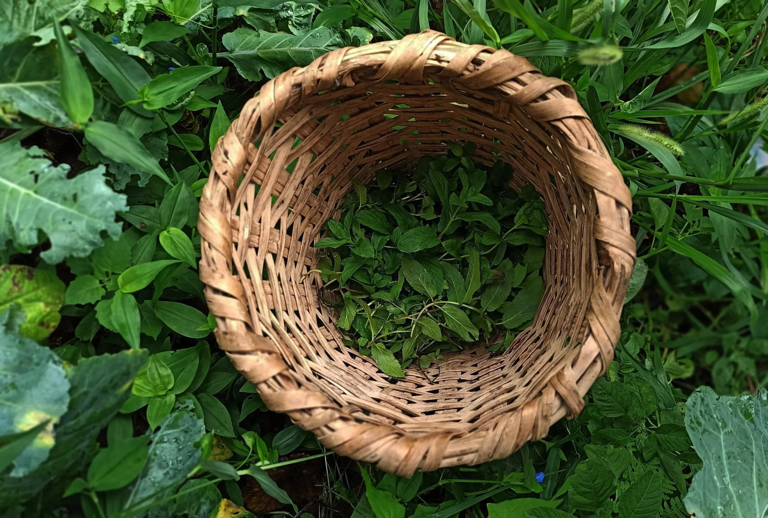 basket filled with mint leaves