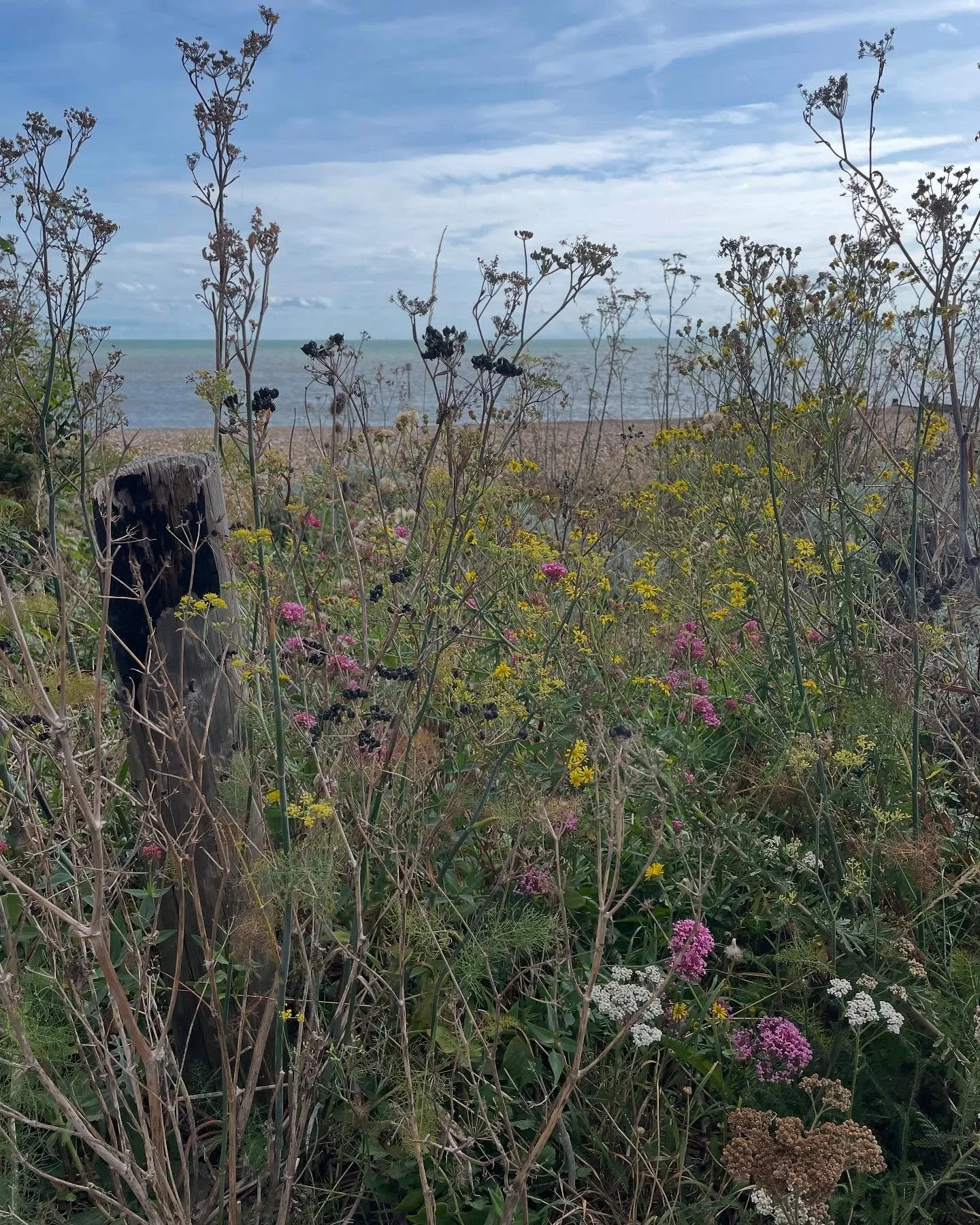 Wildflowers on a walk from Deal to Dover on Friday. I love spotting native wildflowers, it began with my mum&rsquo;s interest in wildflowers and childhood walks on holiday in Pembrokeshire. This interest has dovetailed over the years with my love of 