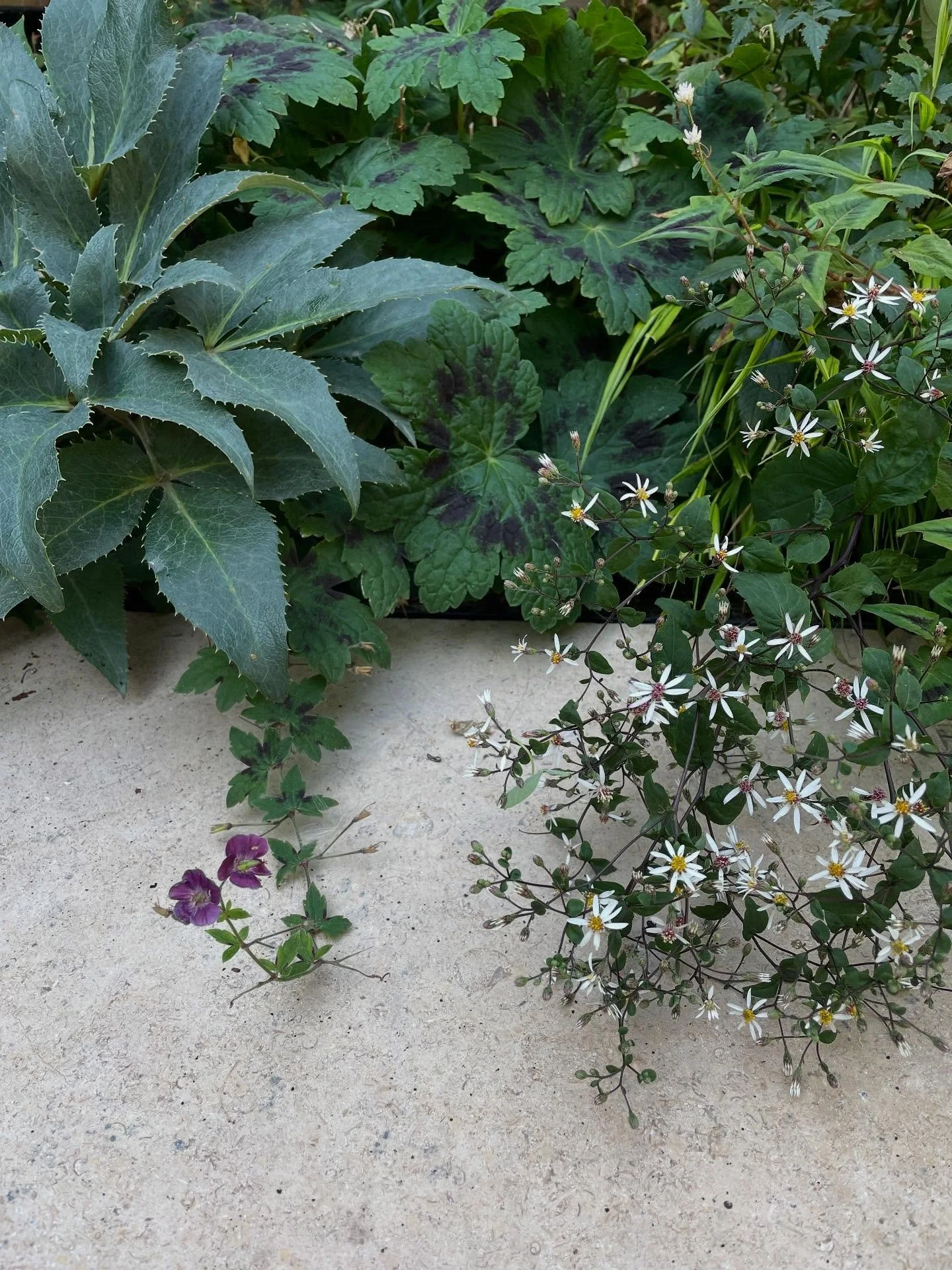 One of my fave combinations to plant, still giving it some in the shade garden early Autumn&hellip; Helleborus x sternii, Geranium phaeum, Eurybia diviticata (with some cheeky Hakonechloa macra and Persicaria &lsquo;Purple Fantasy&rsquo; photobombing