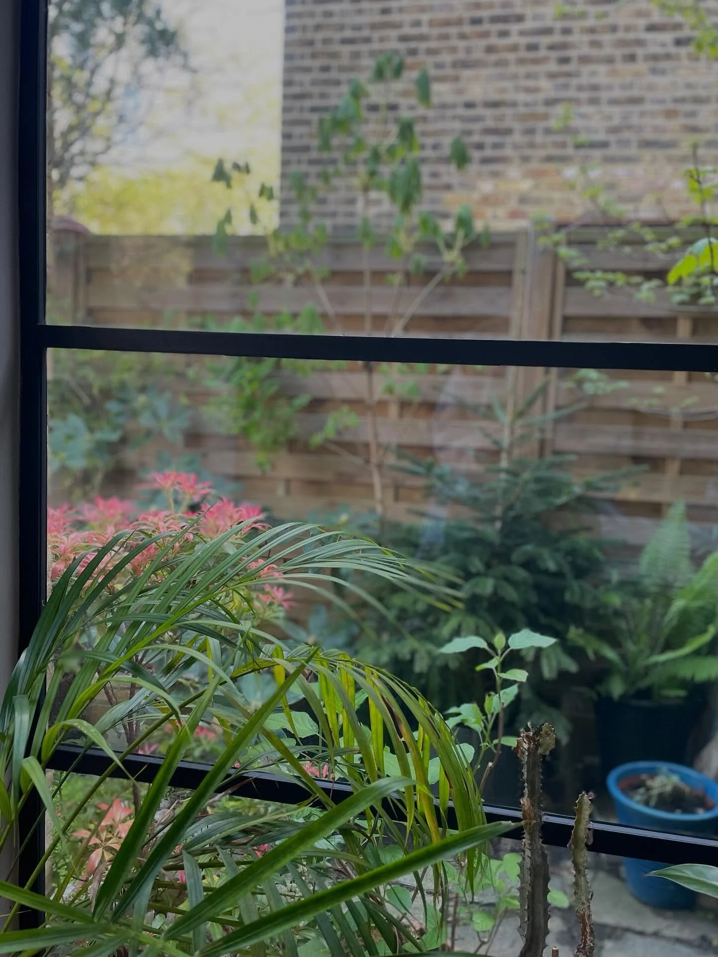 Morning garden 🌞 
The side return garden starts coming into its own this time of year. The evergreens are joined by deciduous ferns and small trees coming into leaf, and the glowing new leaves of Pieris light up the view 🧡
#shadegarden #shadeplants