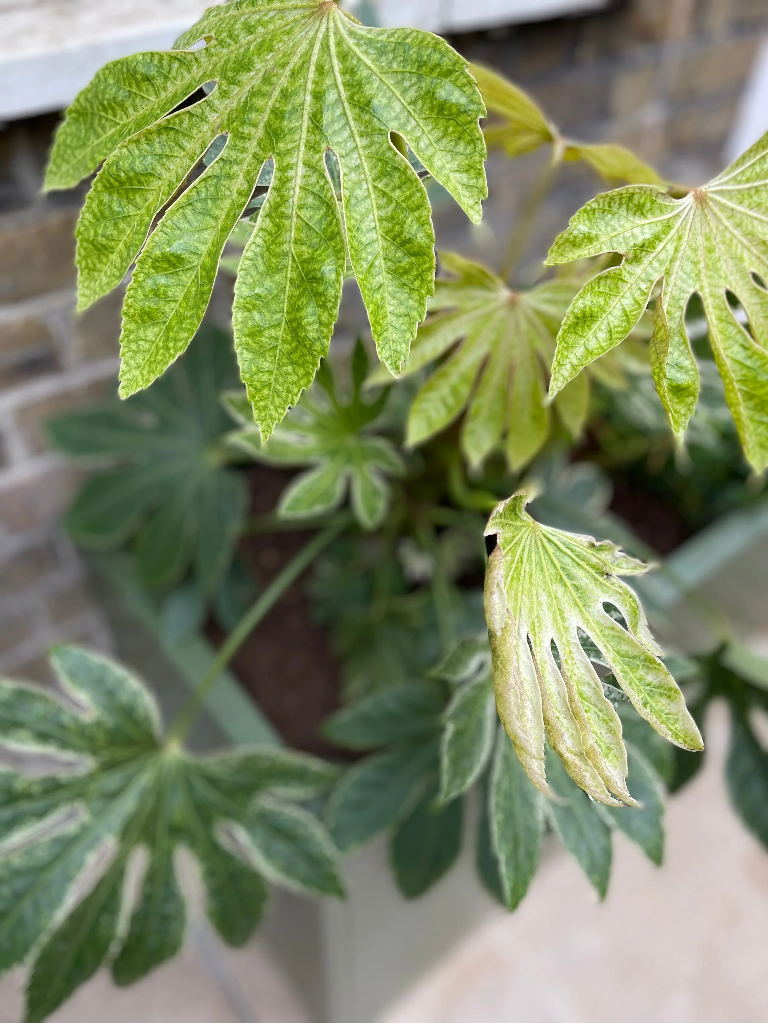 South London courtyard planting detail