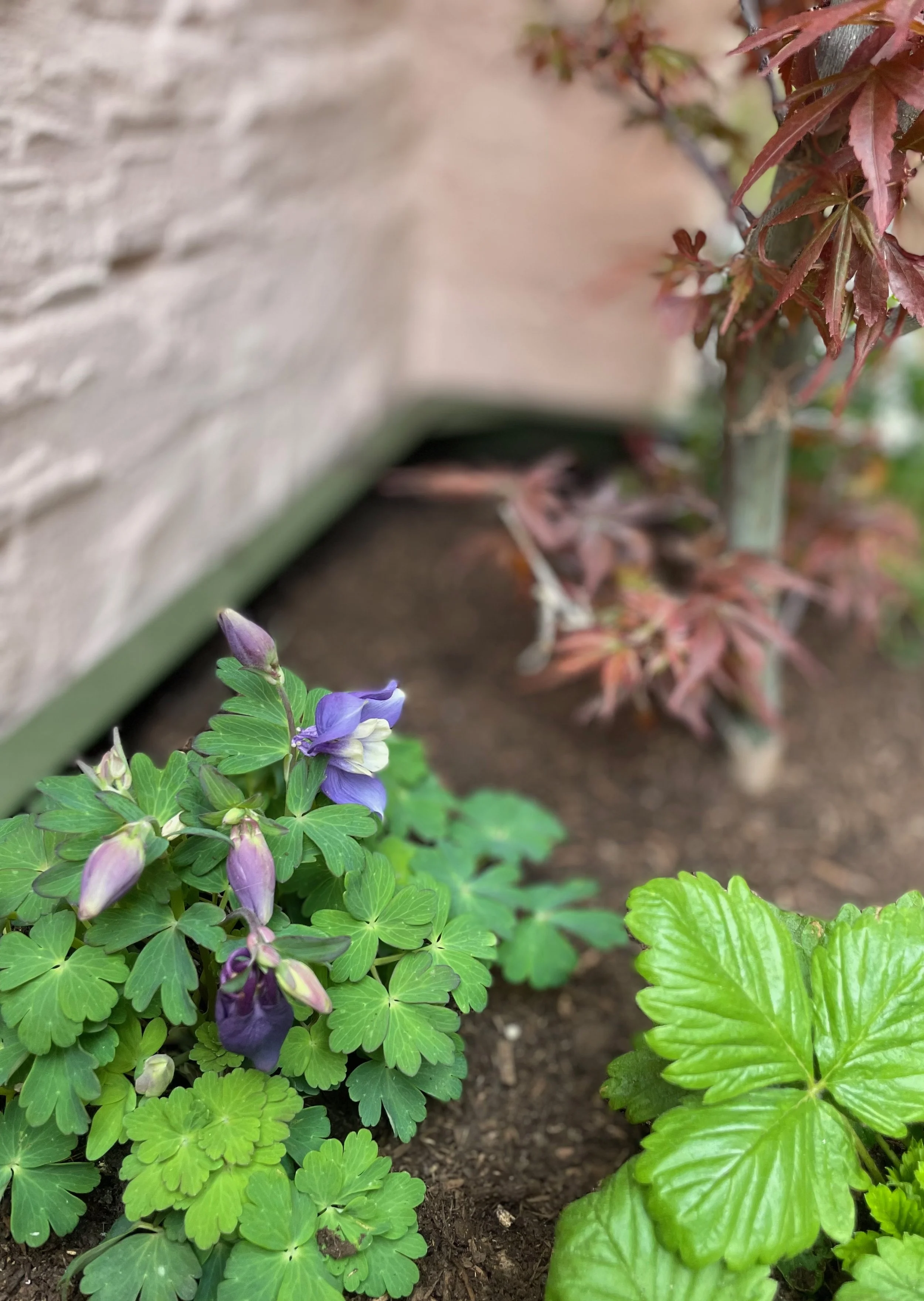 South London courtyard planting detail