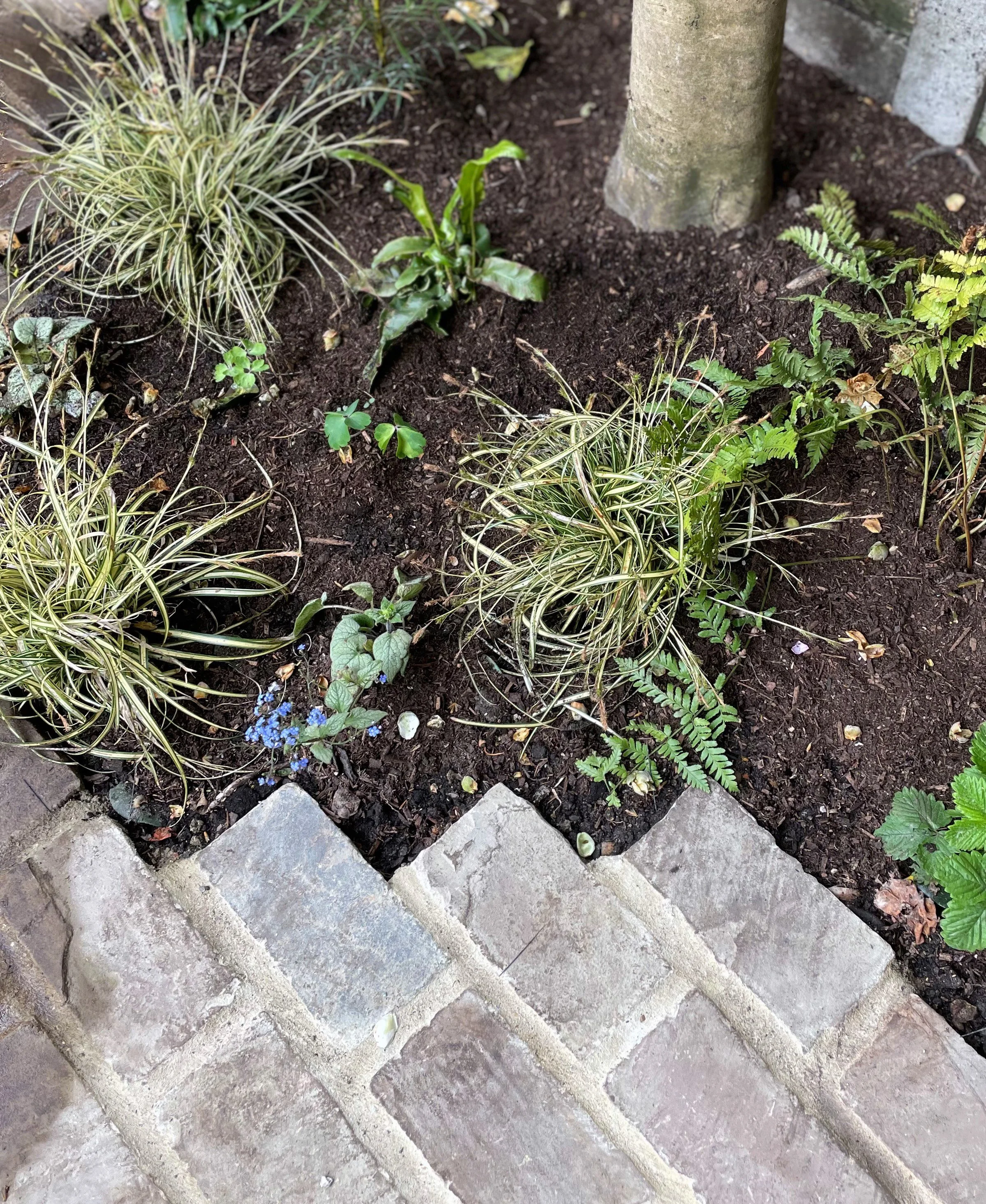 South London courtyard paving and planting detail