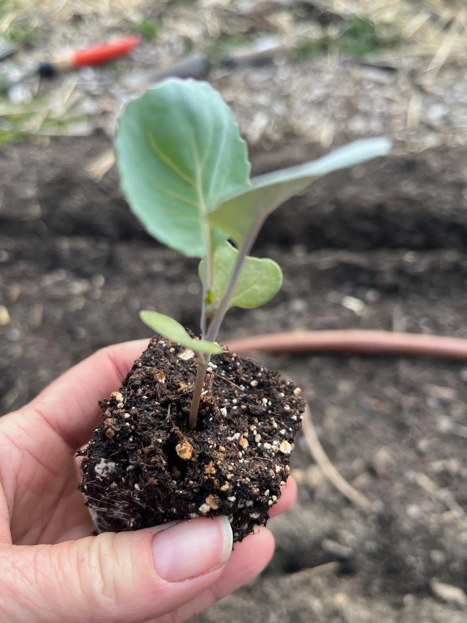 head lettuce vs salad mix