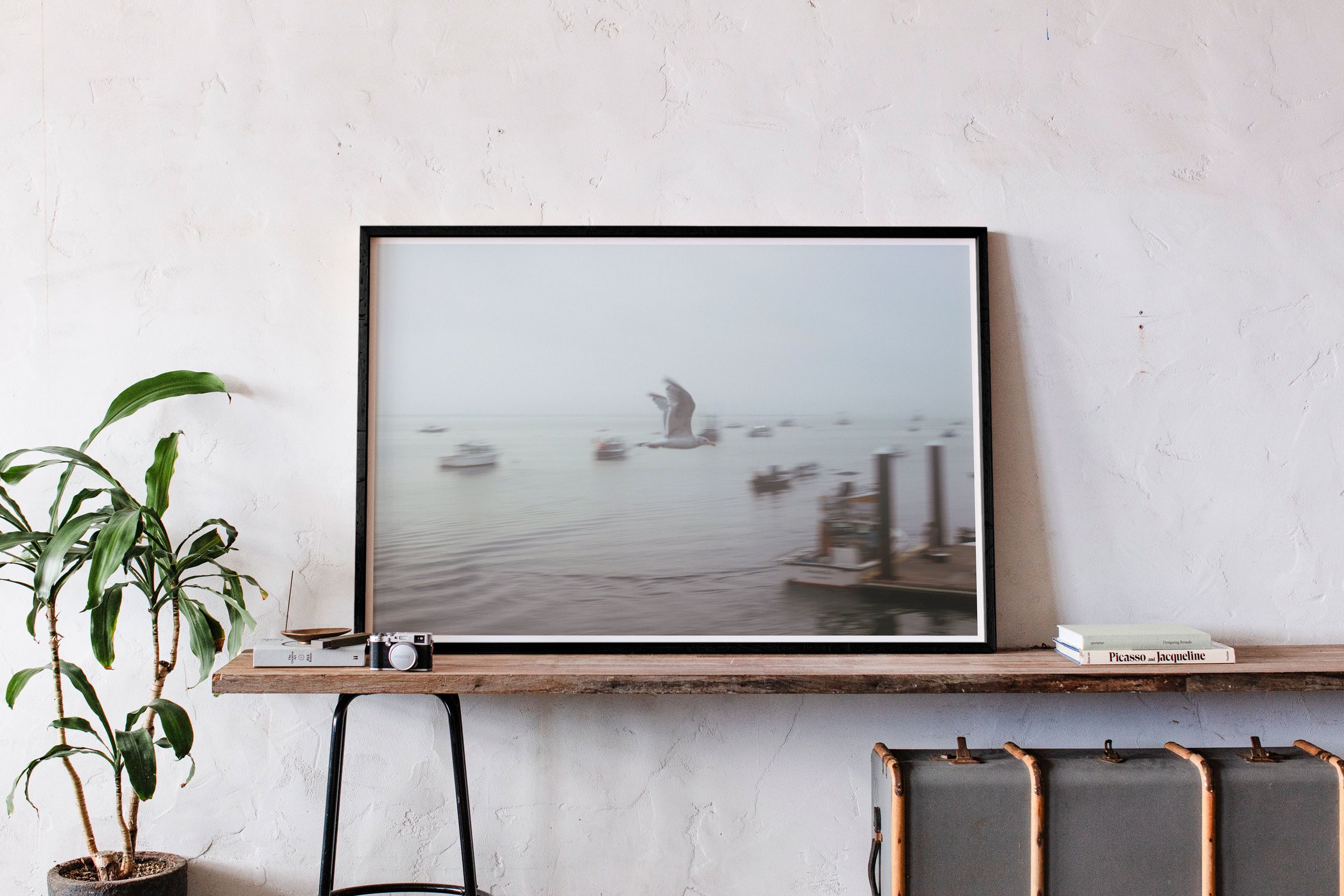 CapeCod2_Seagull_Image1_BLKframe.jpg