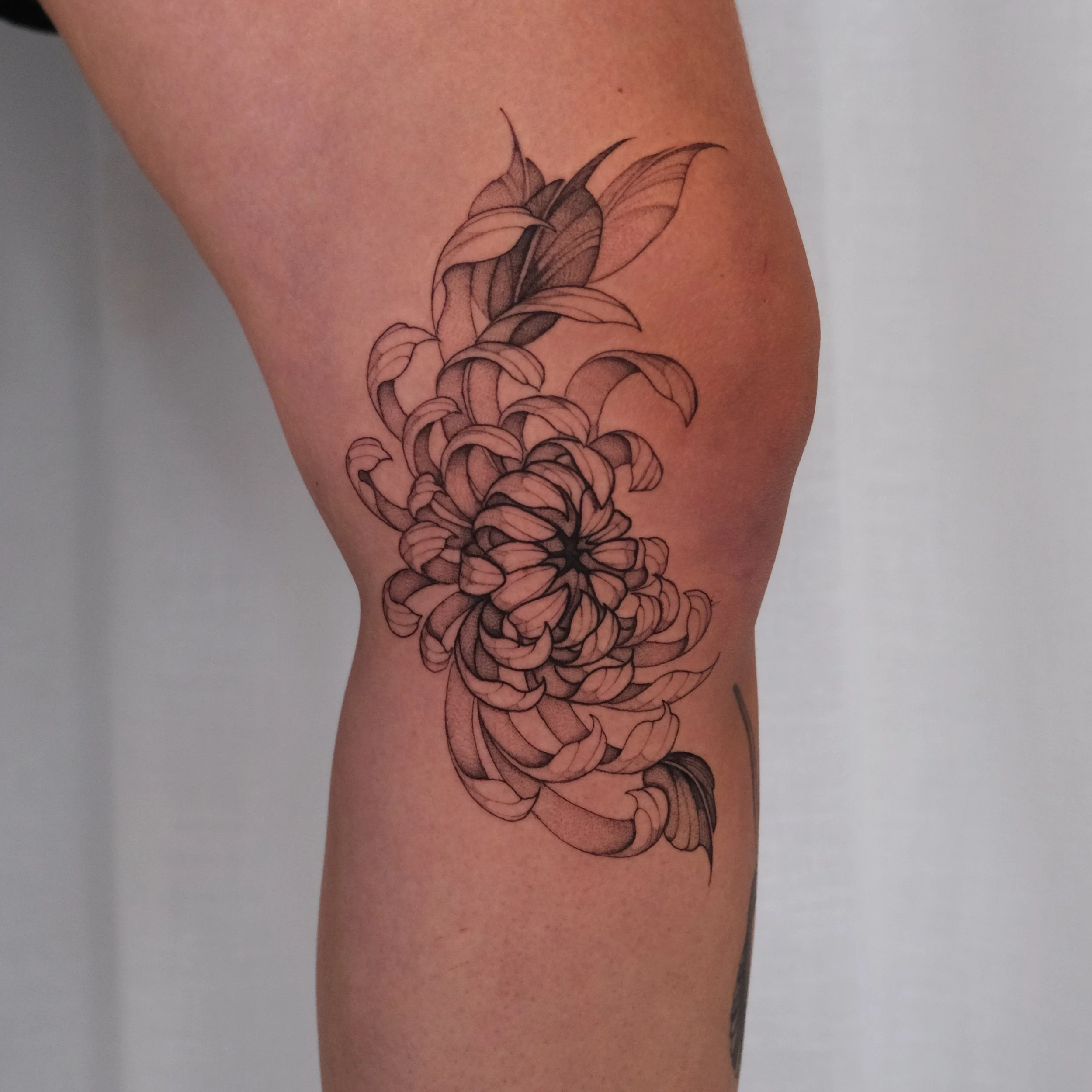 chrysant bloem op knie