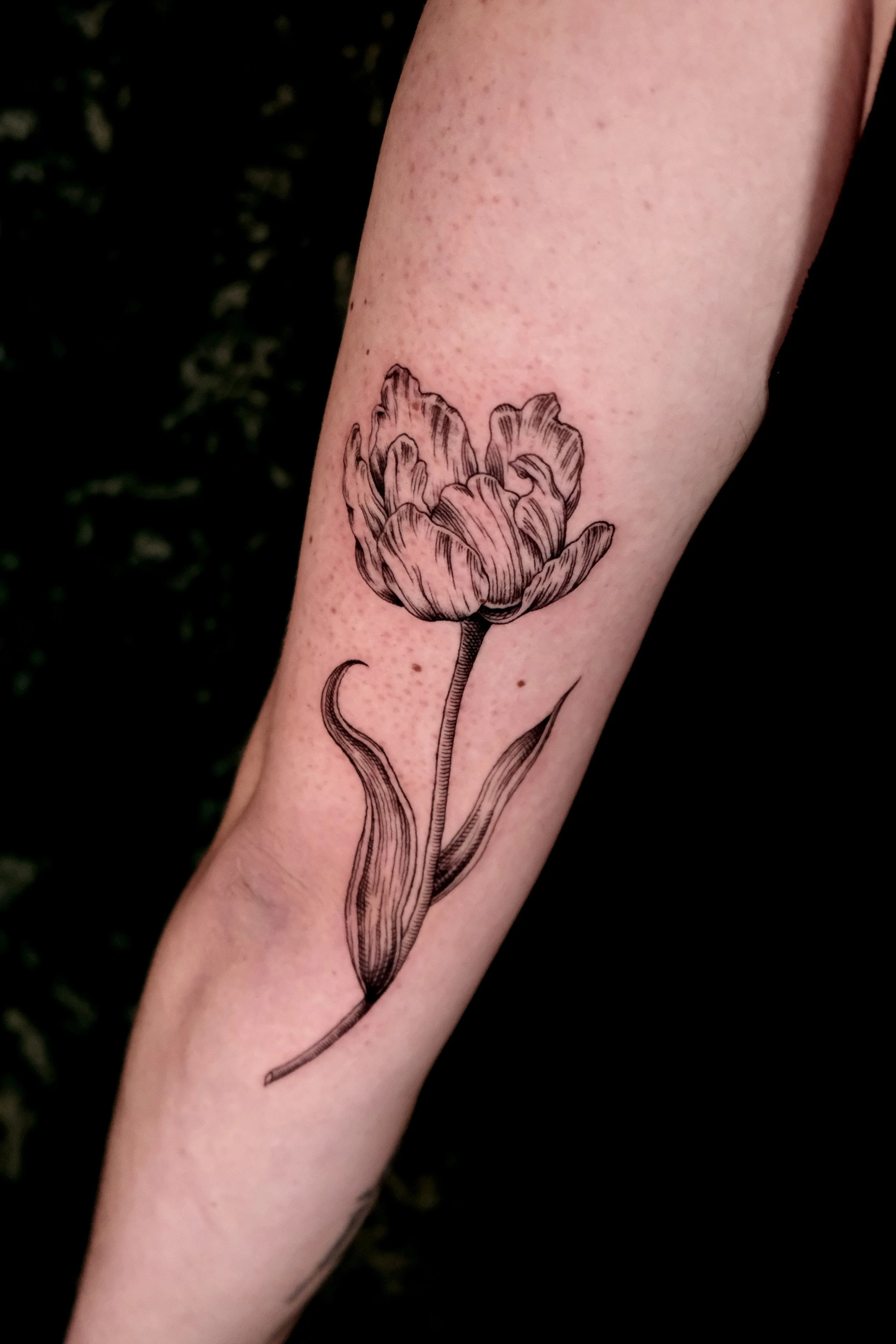 tulp tattoo