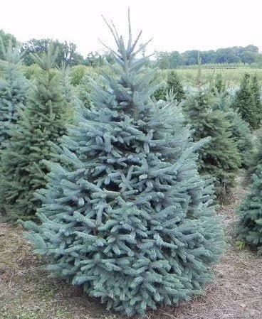 BLUE SPRUCE: Prickly, bold, and full of character— just like Grandpa