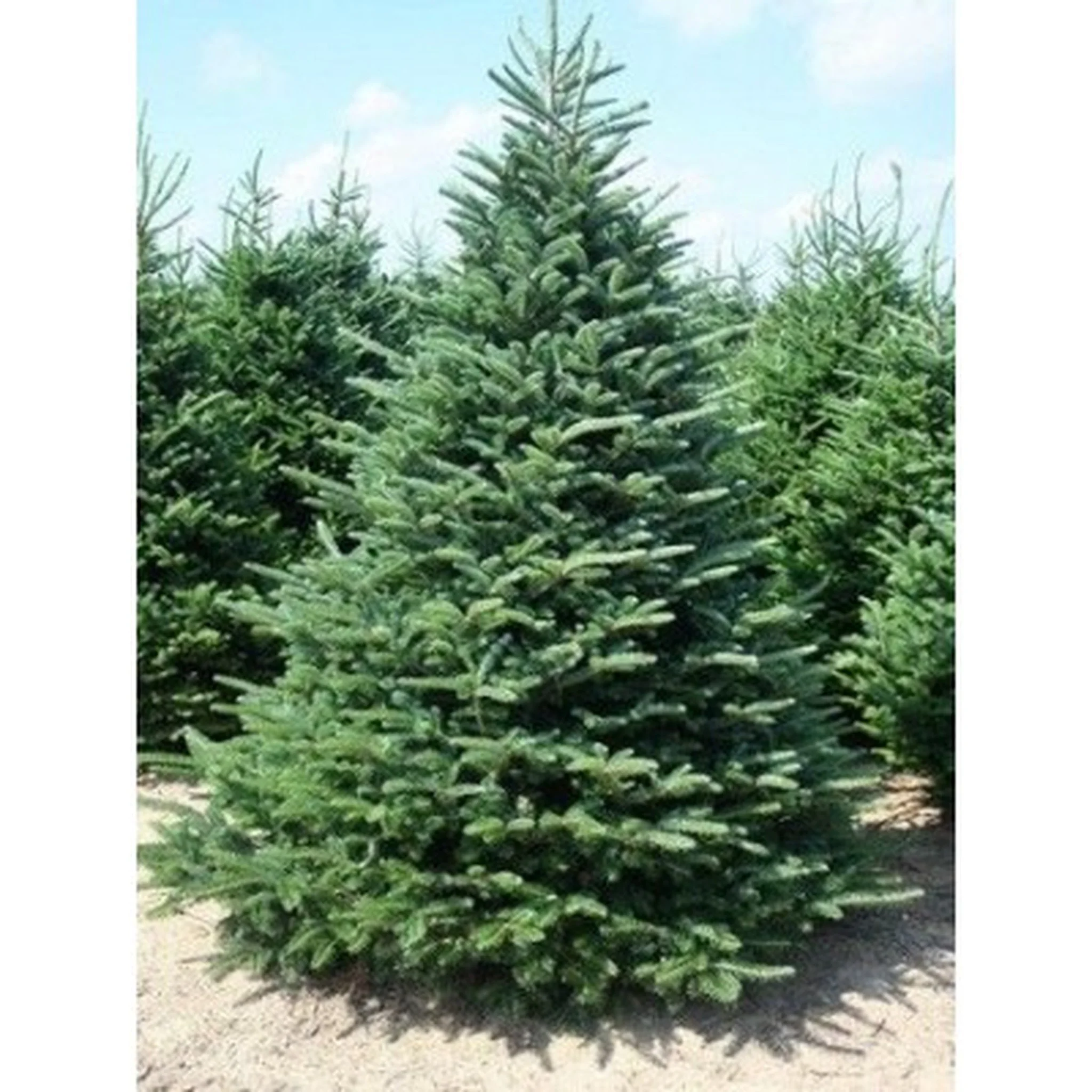 FRASER FIR: A steadfast classic— rooted in tradition