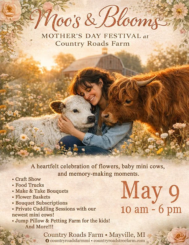 Mother's Day Event with our baby mini cows!
