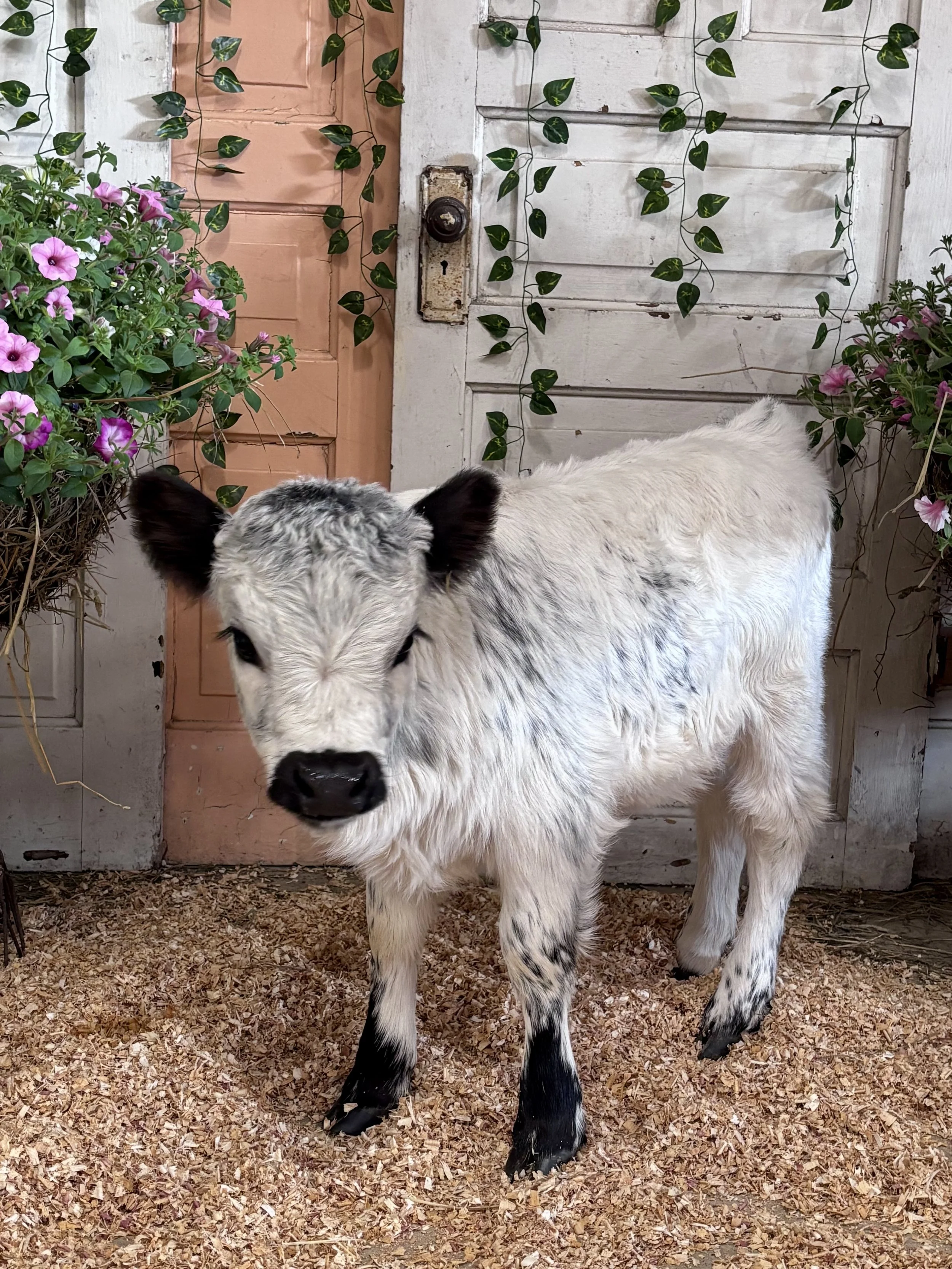 MAISY - AVAILABLE