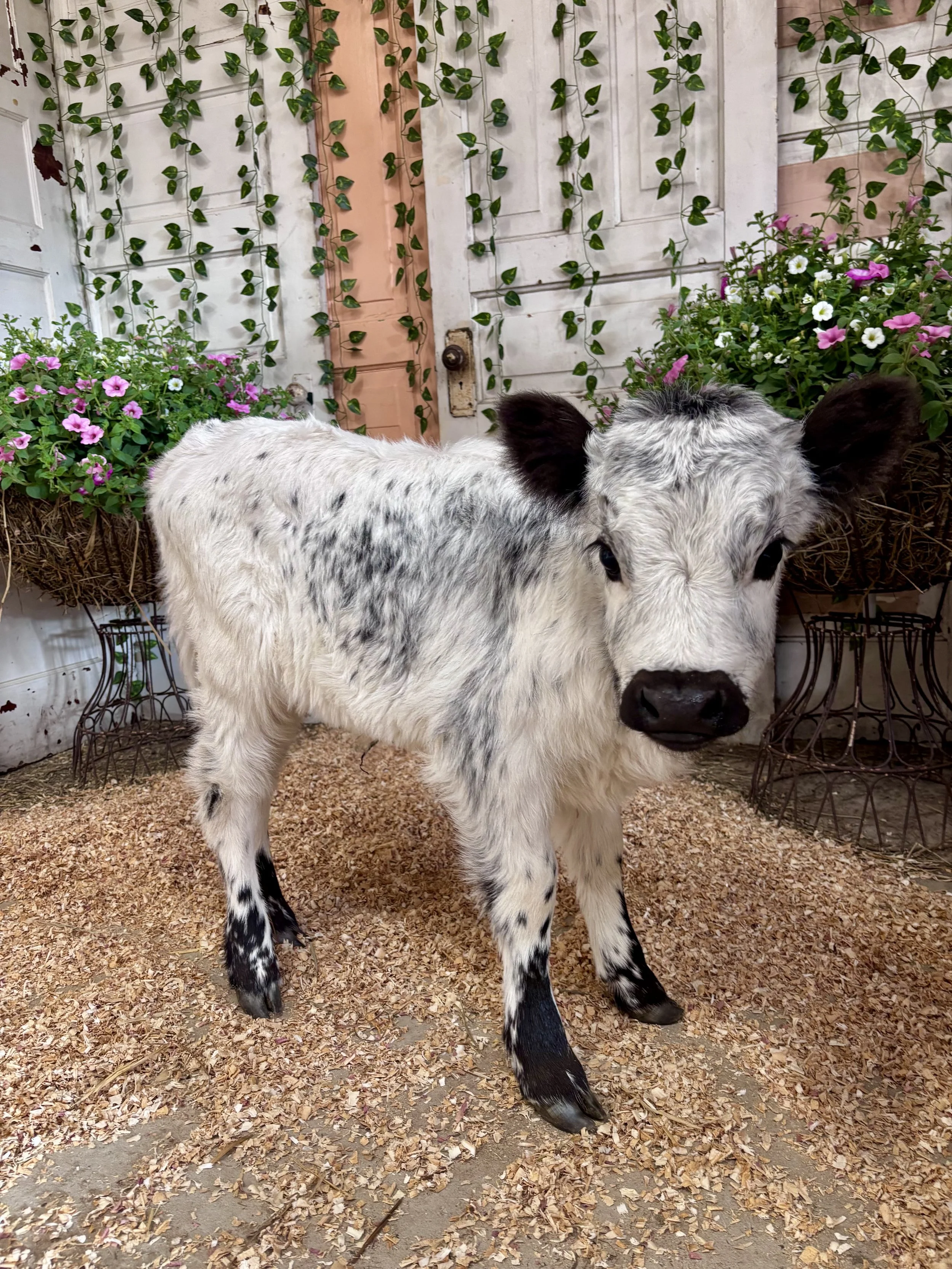 ROSIE - $10,000