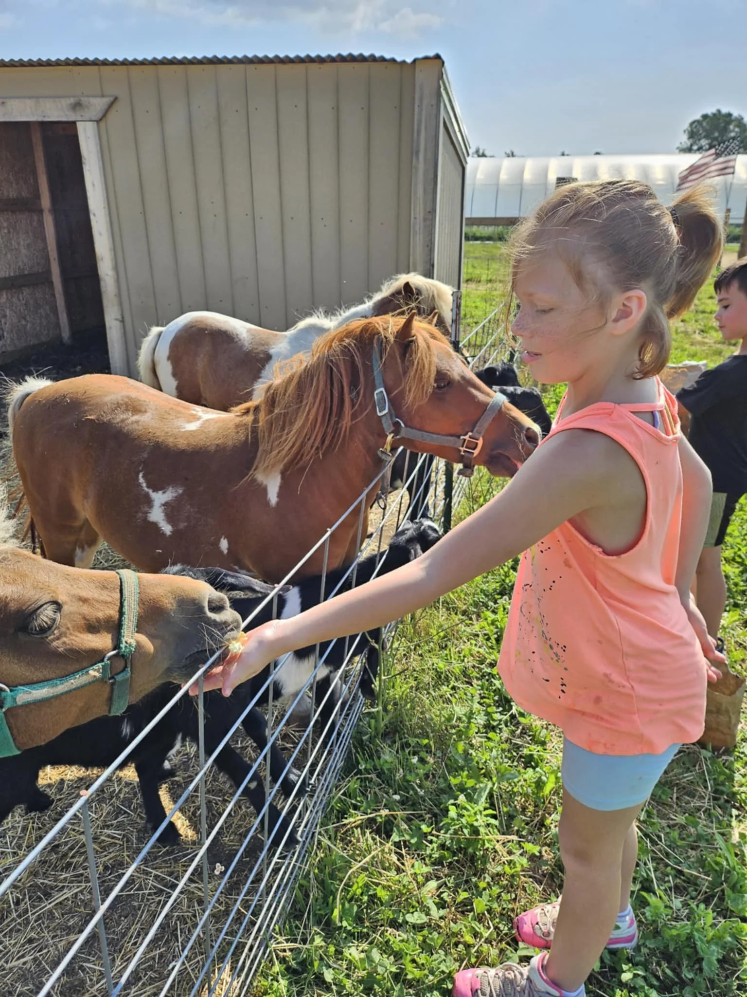 petting farm ponies.jpg