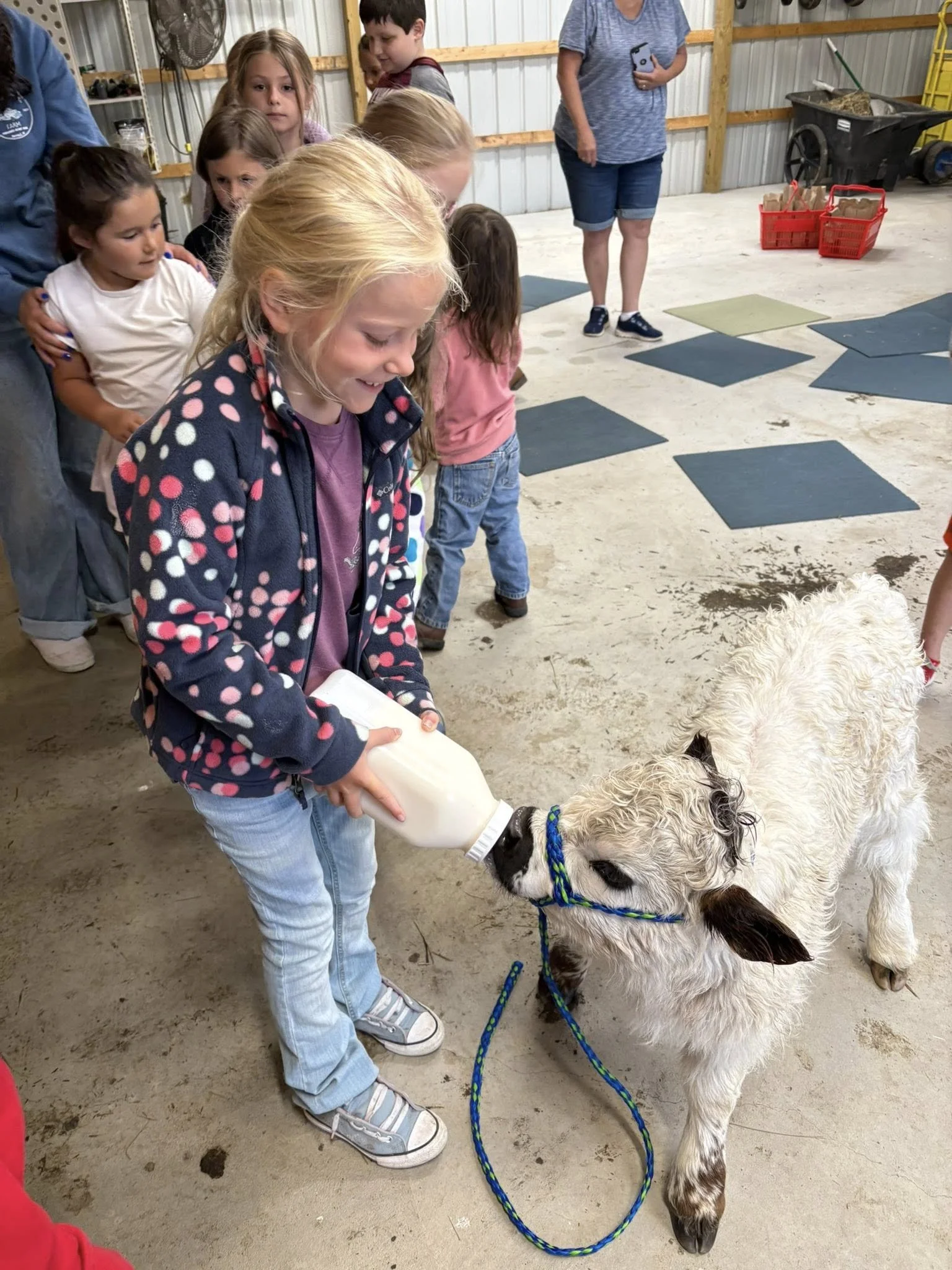 bottle feeding mini cow.jpg
