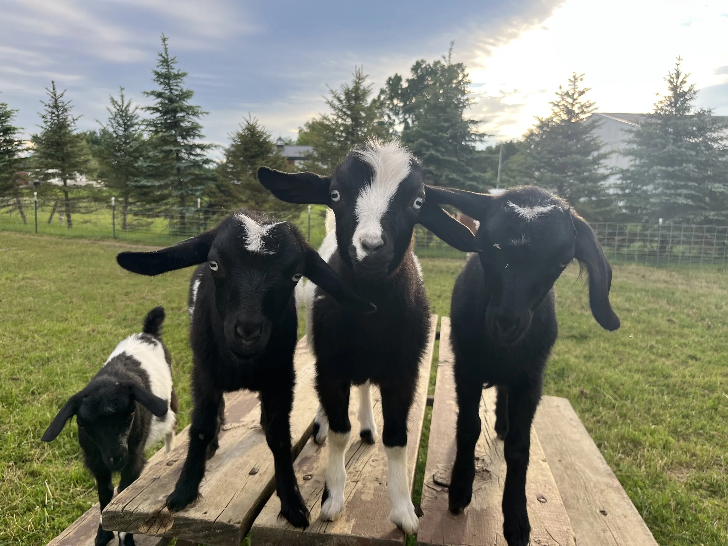 Mini Fainting Goats.jpg