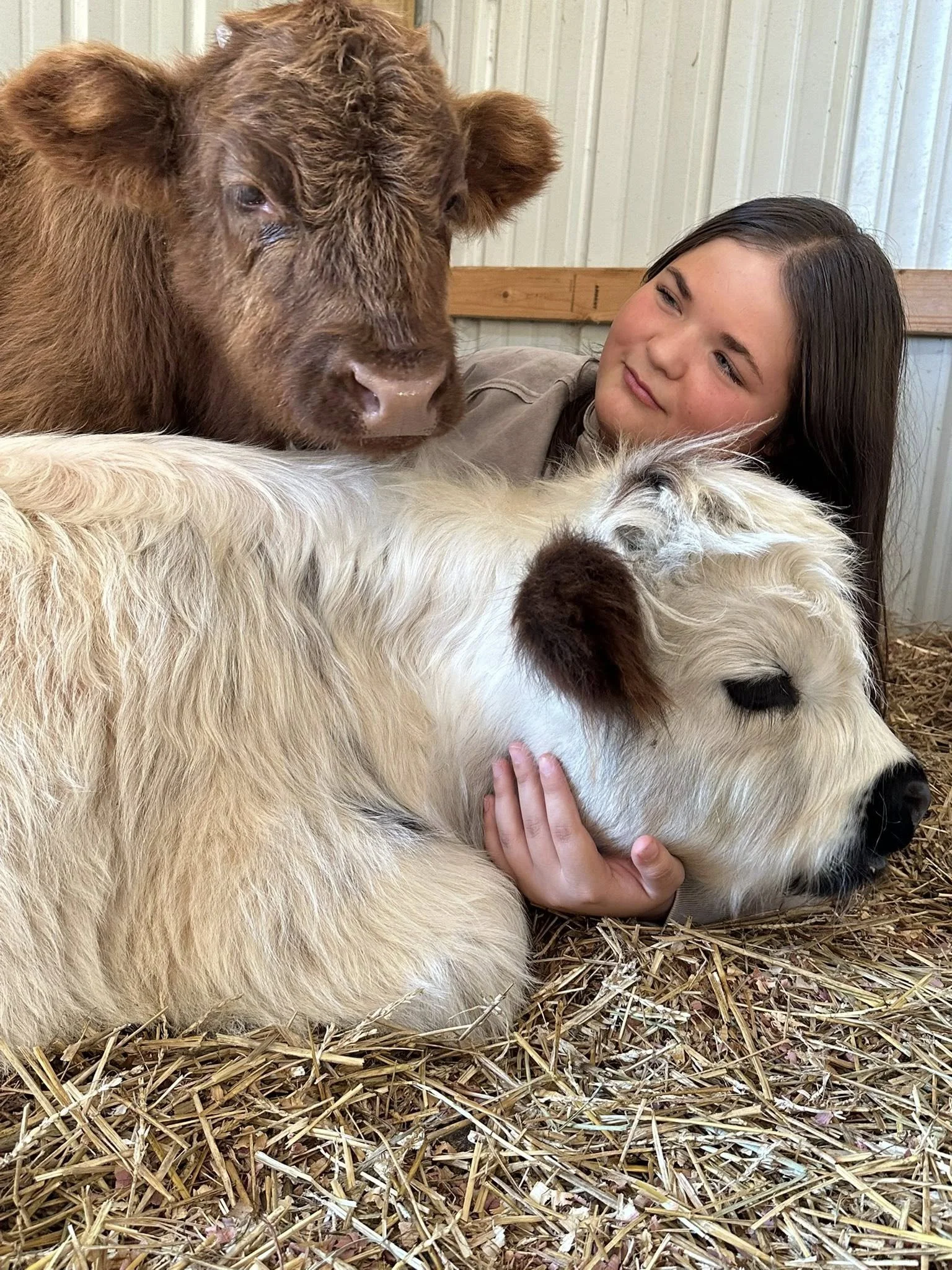 cuddle a cow 5.jpg