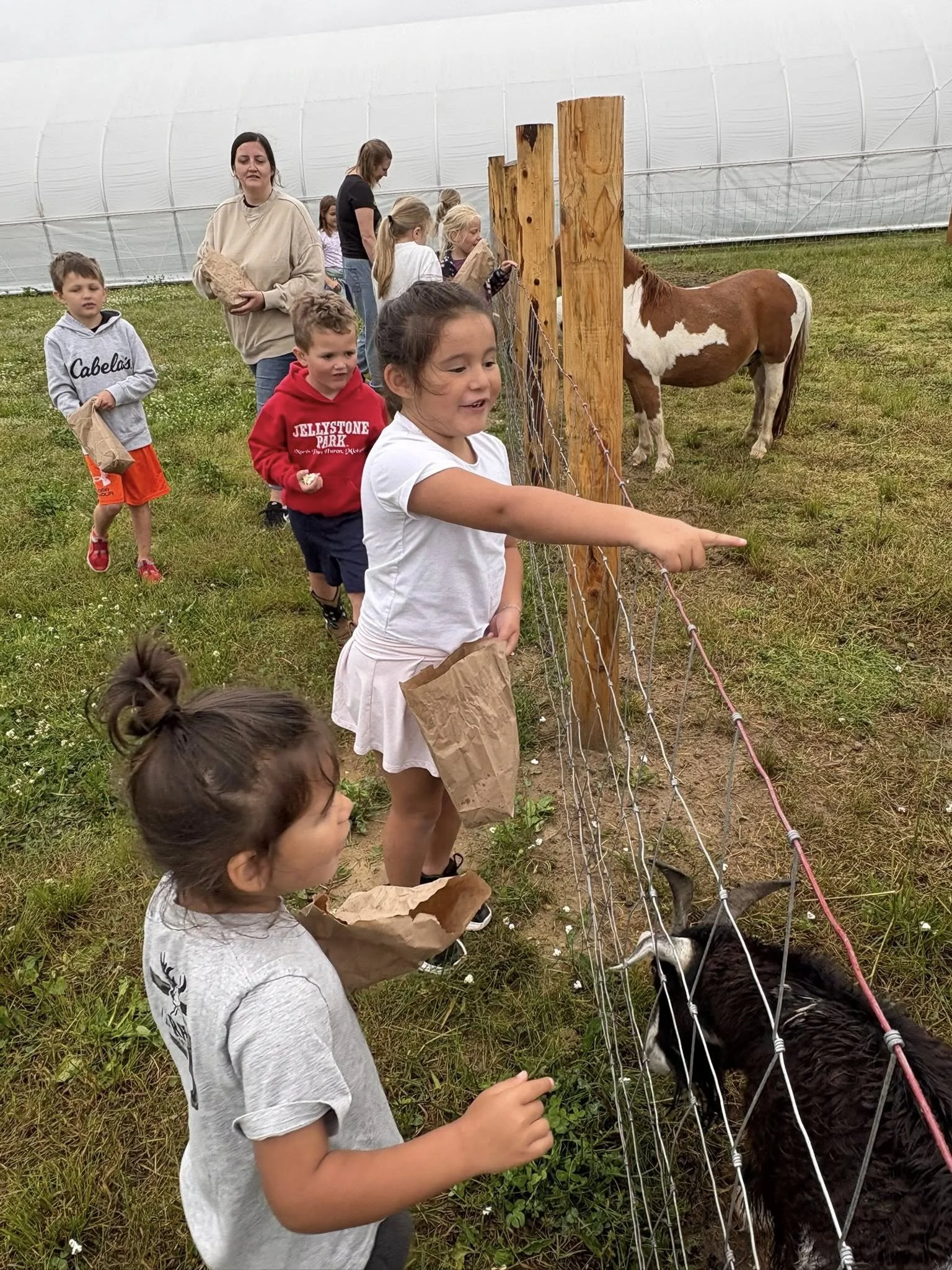 Petting Farm