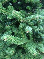 Closeup of Fralsam.jpg